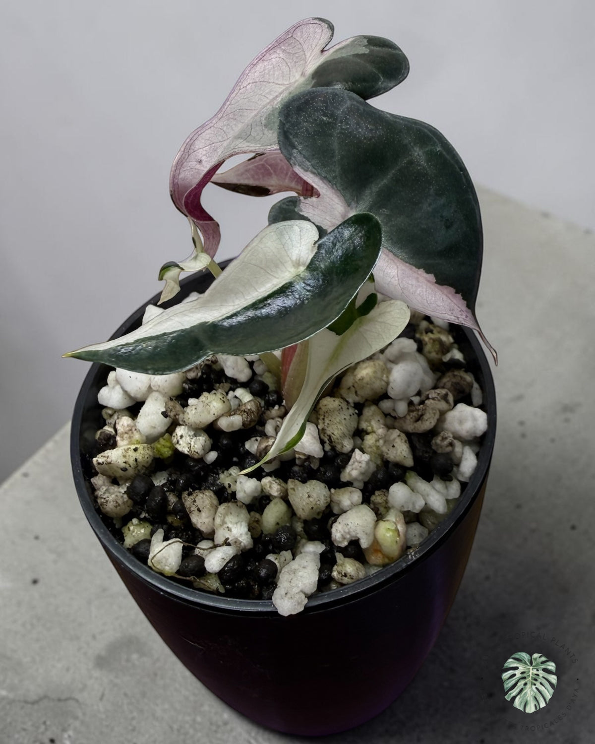 Alocasia Bambino Lava Variegated