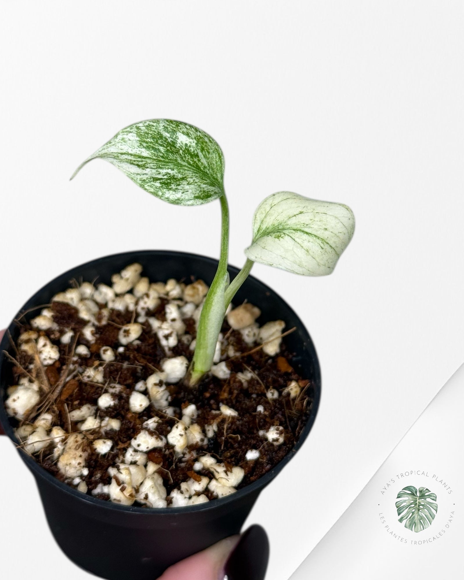 Monstera Full Mint - 24F