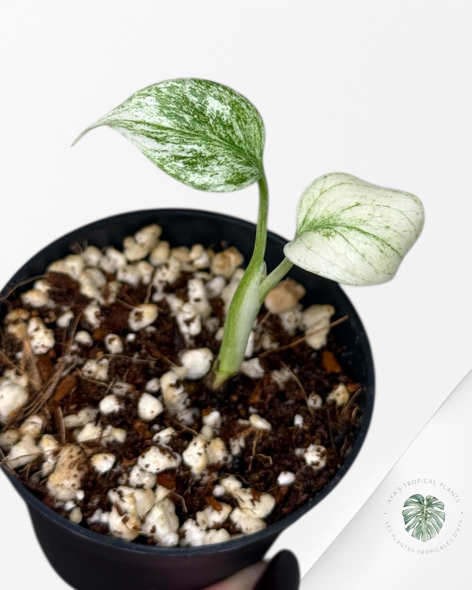 Monstera Full Mint - 24F