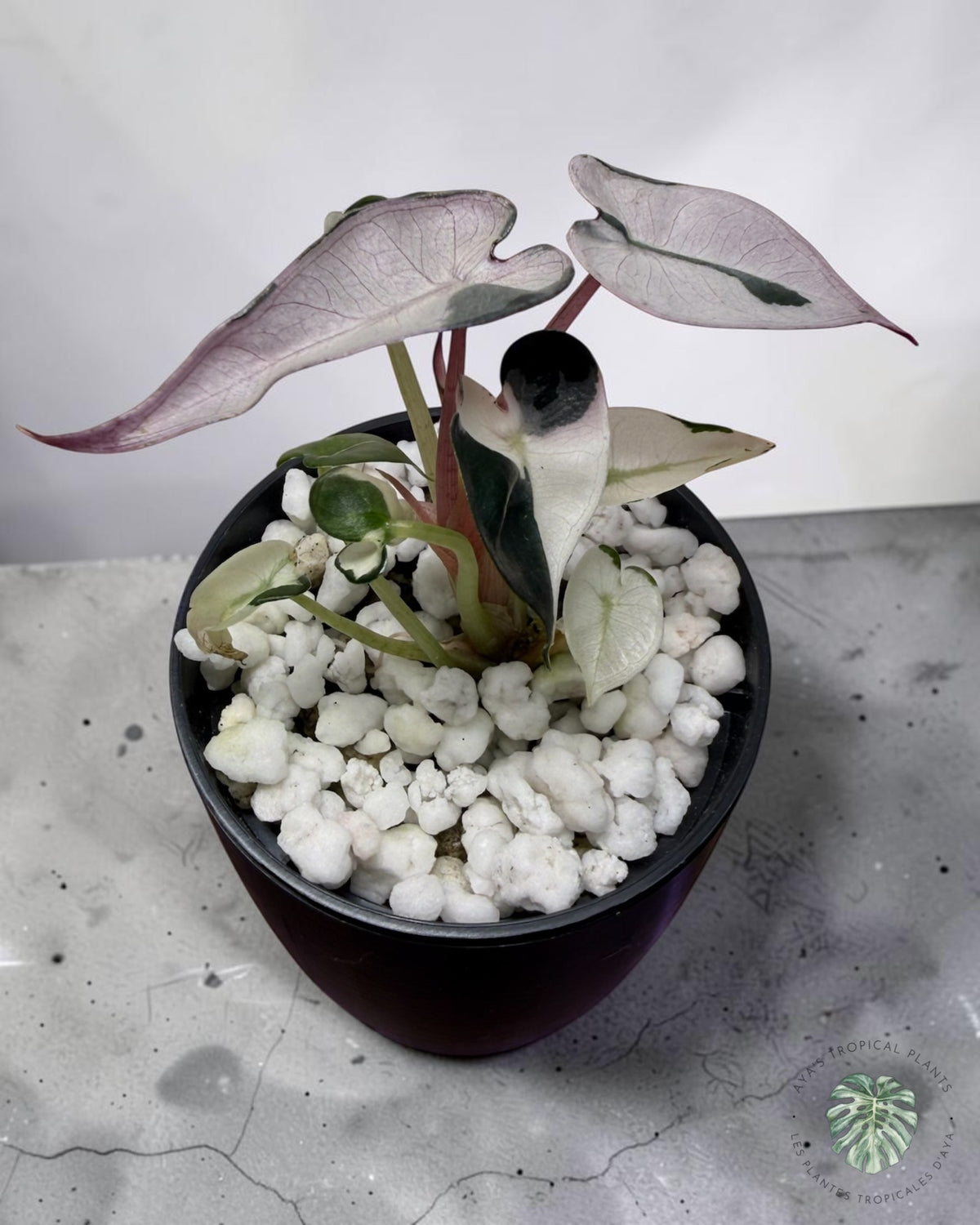 Alocasia Bambino Lava Panaché