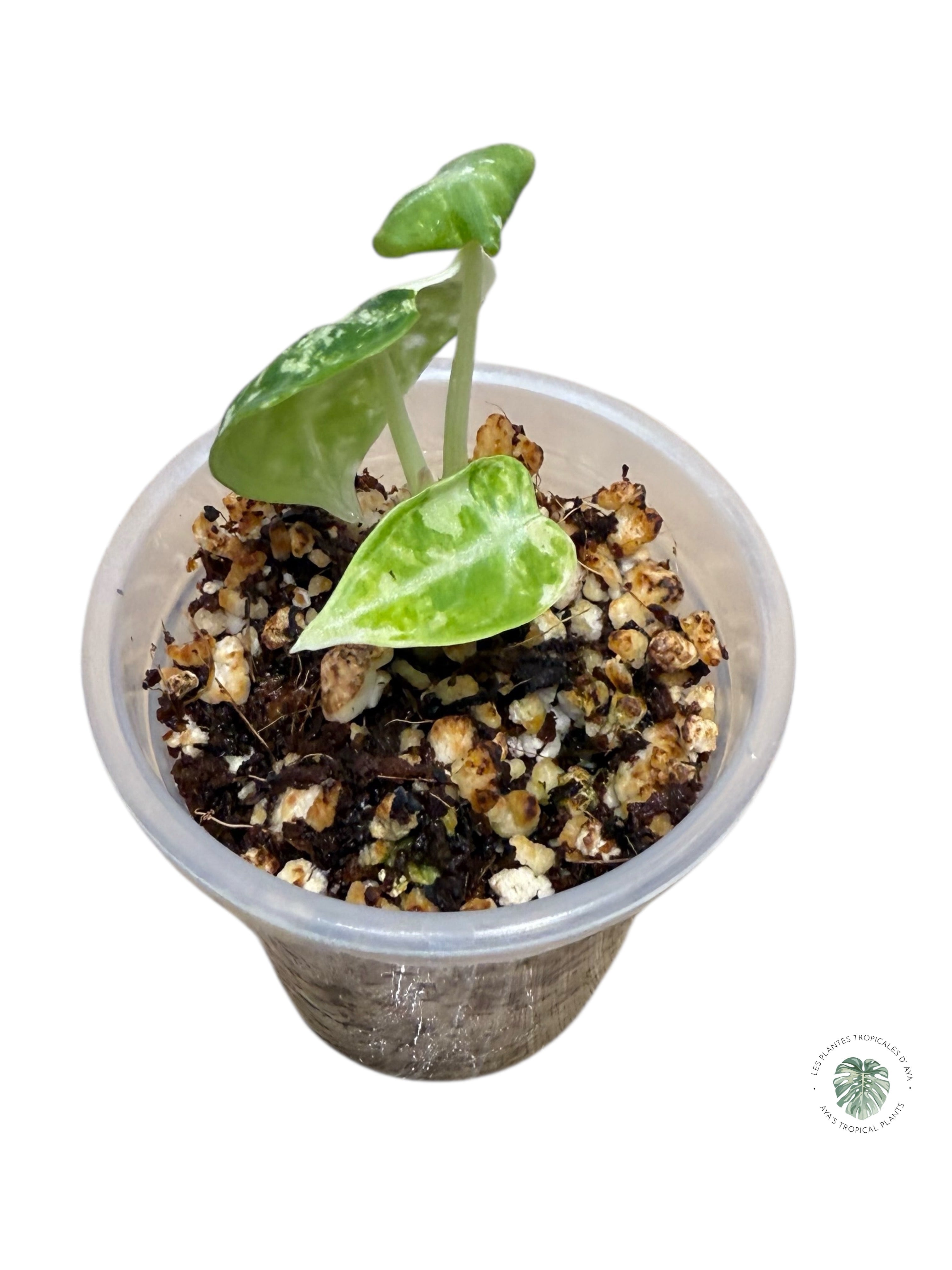 Alocasia Ninja Variegated Albo | Rare TC Plant| Aya's Tropical Plants