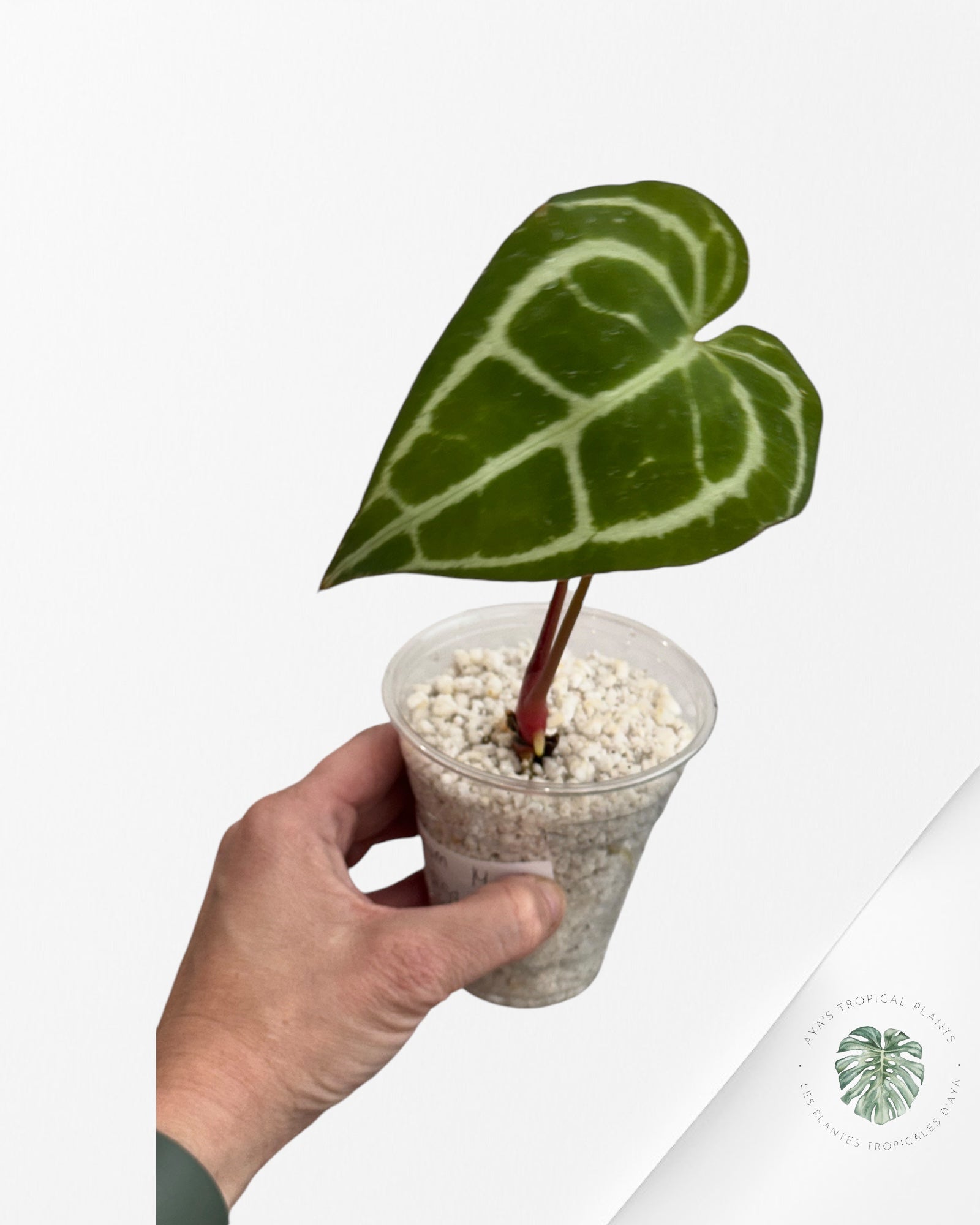 Anthurium 'Minahasa -AM11