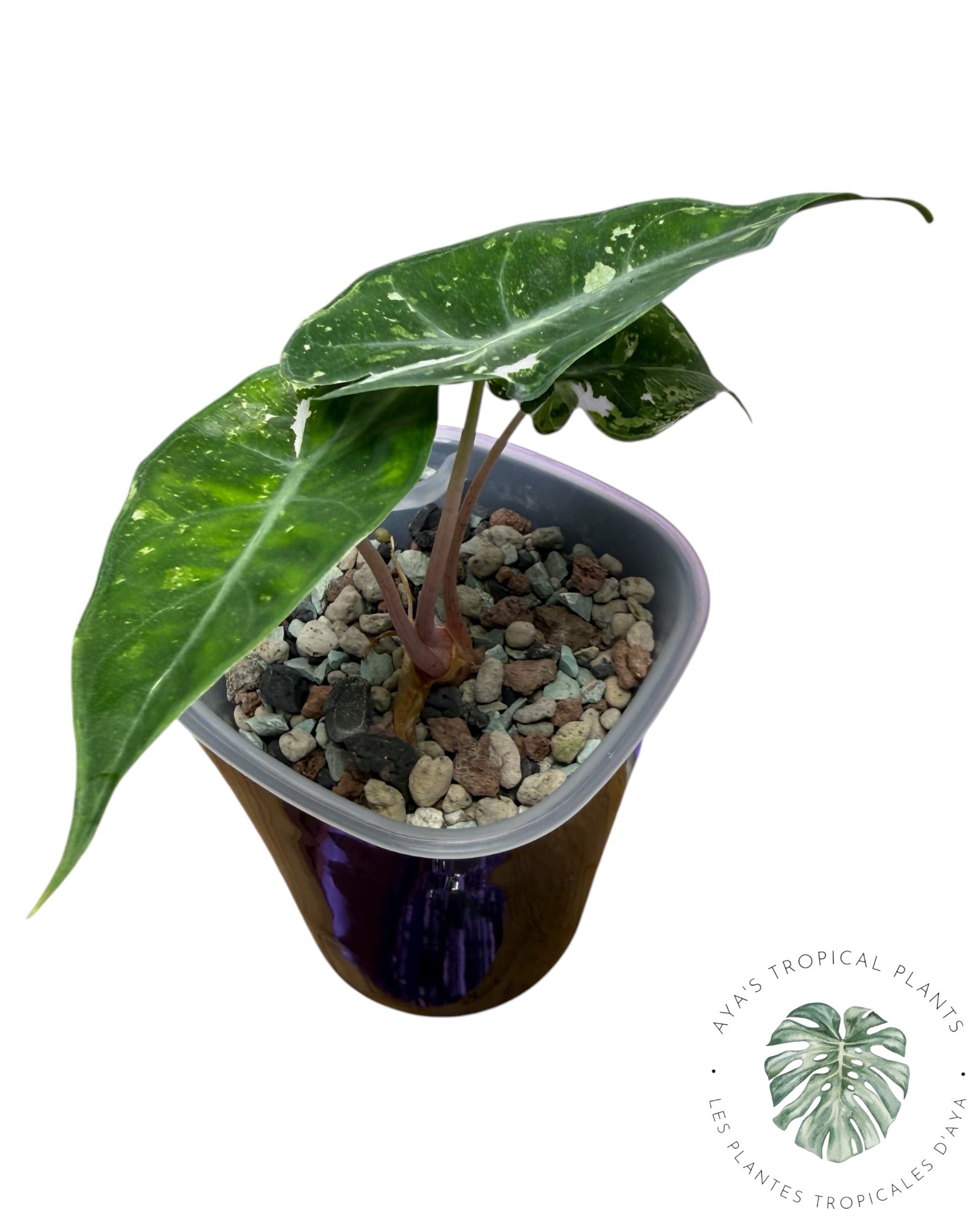 Alocasia Nairobi Night Pink Albo