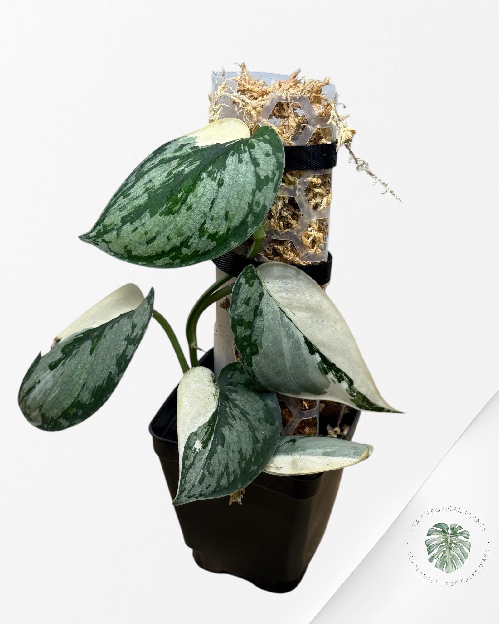 Scindapsus Mariposa-EXP14