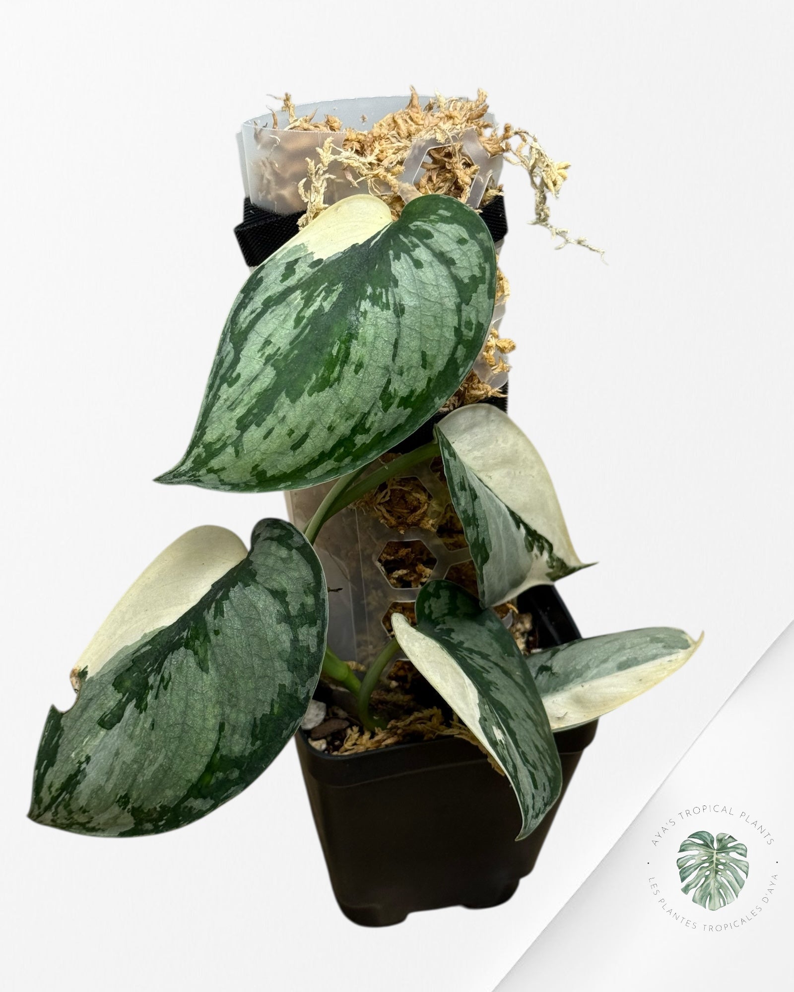 Scindapsus Mariposa-EXP14