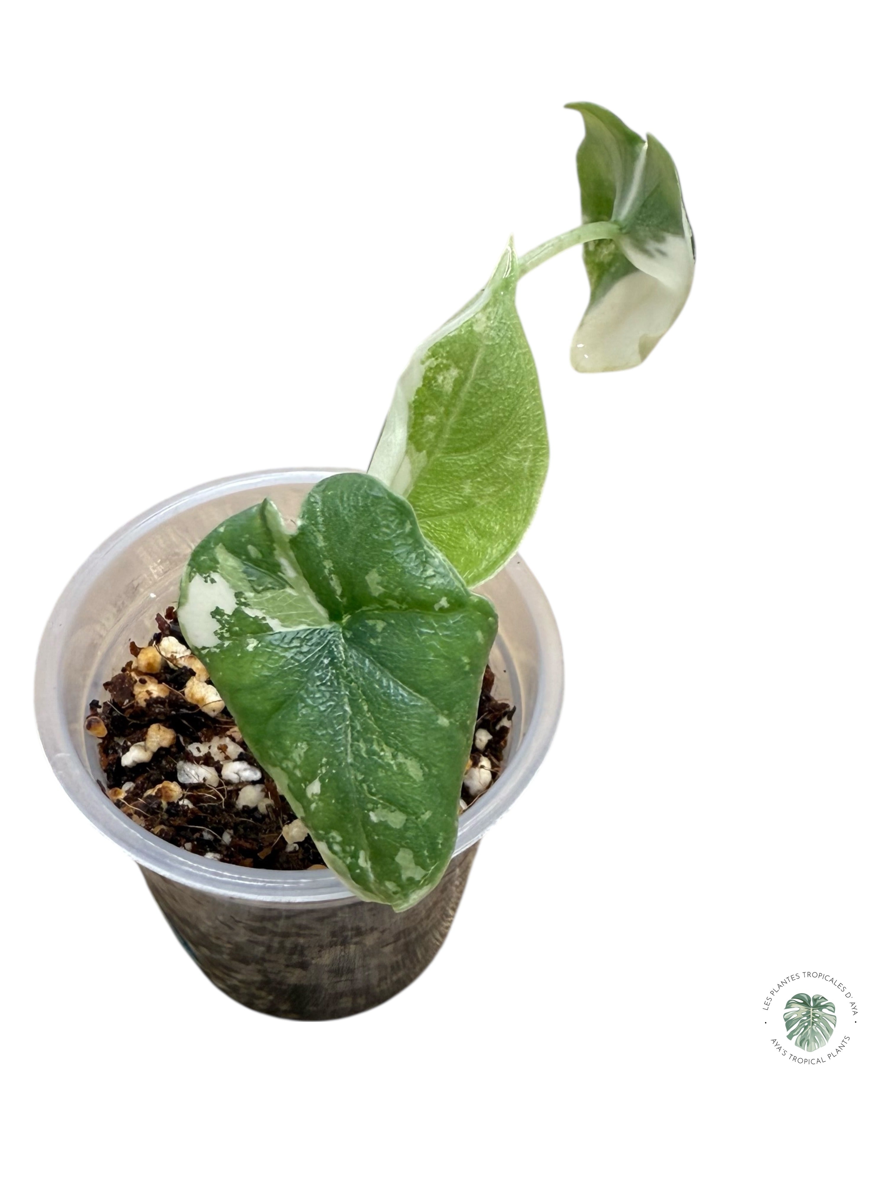 Alocasia Melo Variegated Albo| Rare TC Plant| Aya's Tropical Plants