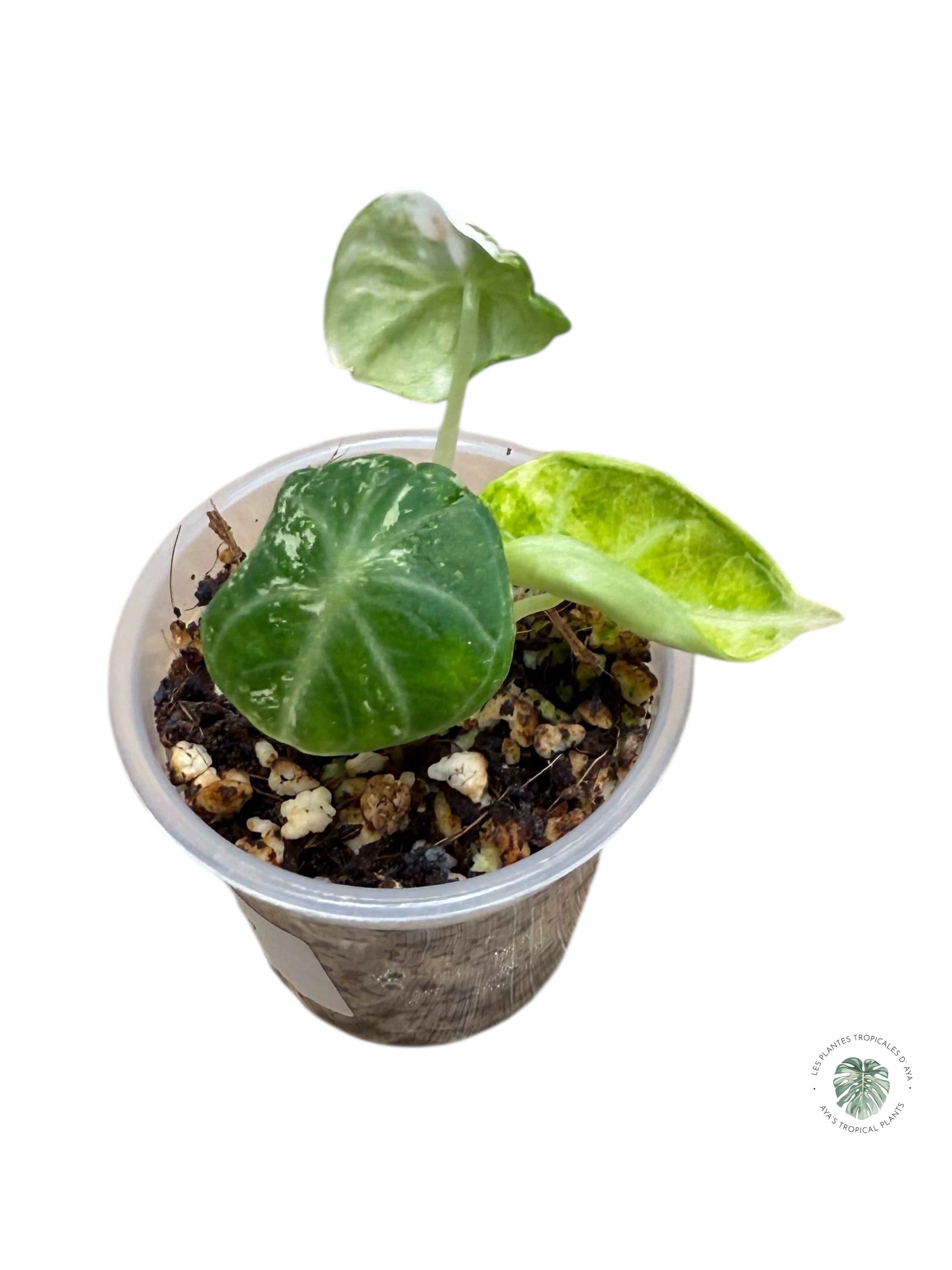 Alocasia Ninja Variegated Albo | Rare TC Plant| Aya's Tropical Plants