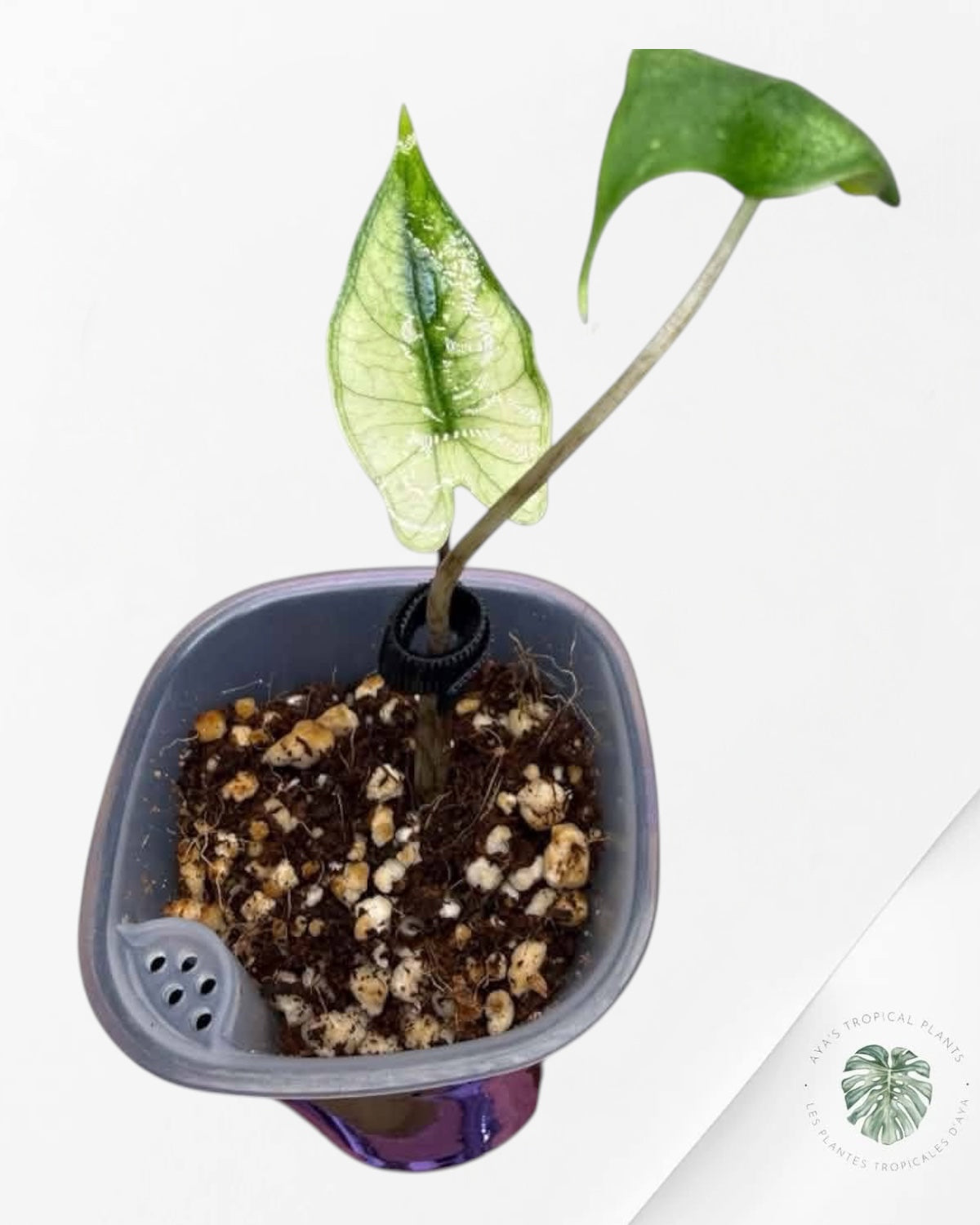 Alocasia Zebrina Menthe