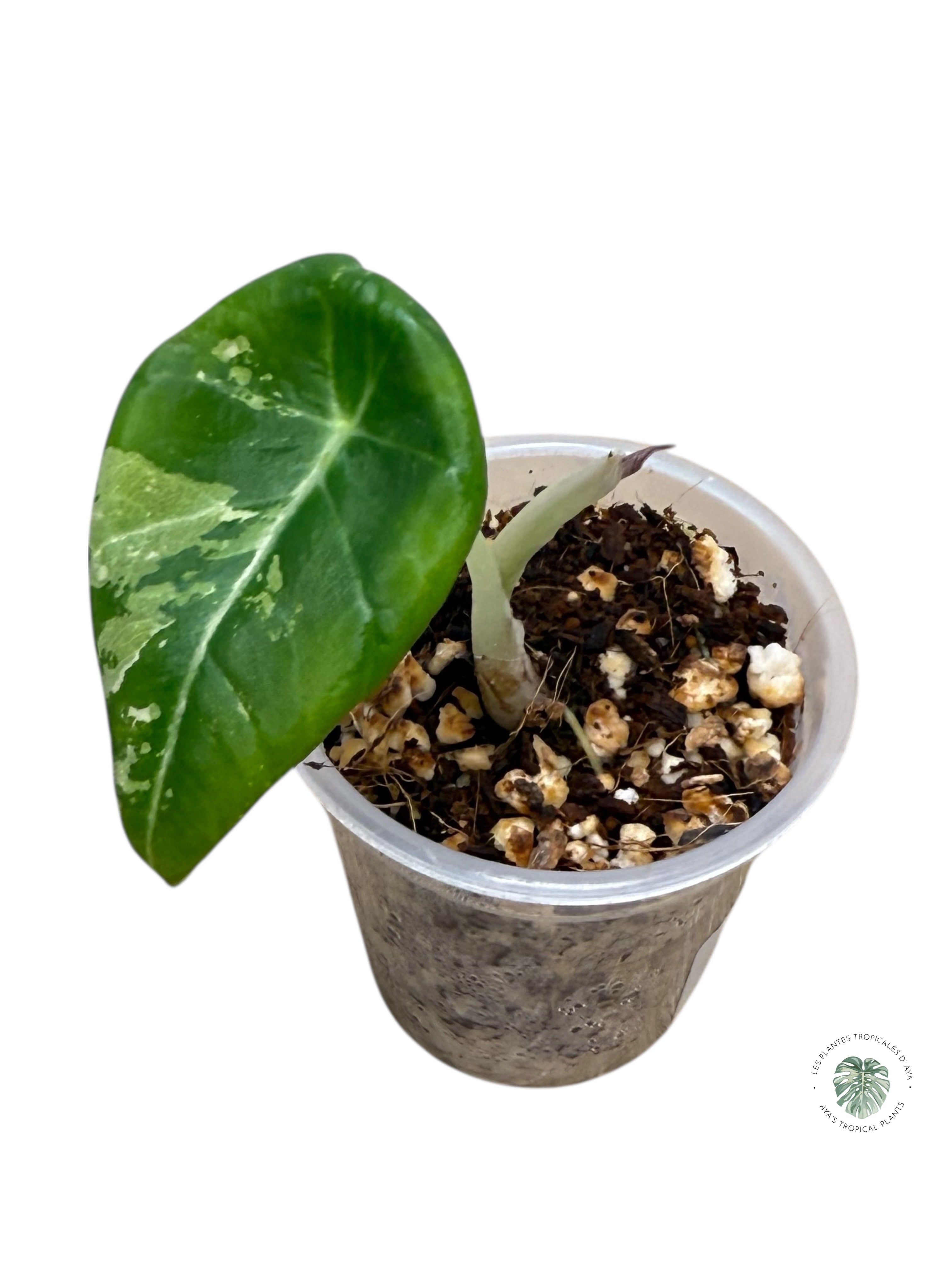 Alocasia Black Velvet Pink Variegated | Rare TC Plant| Aya's Tropical Plants