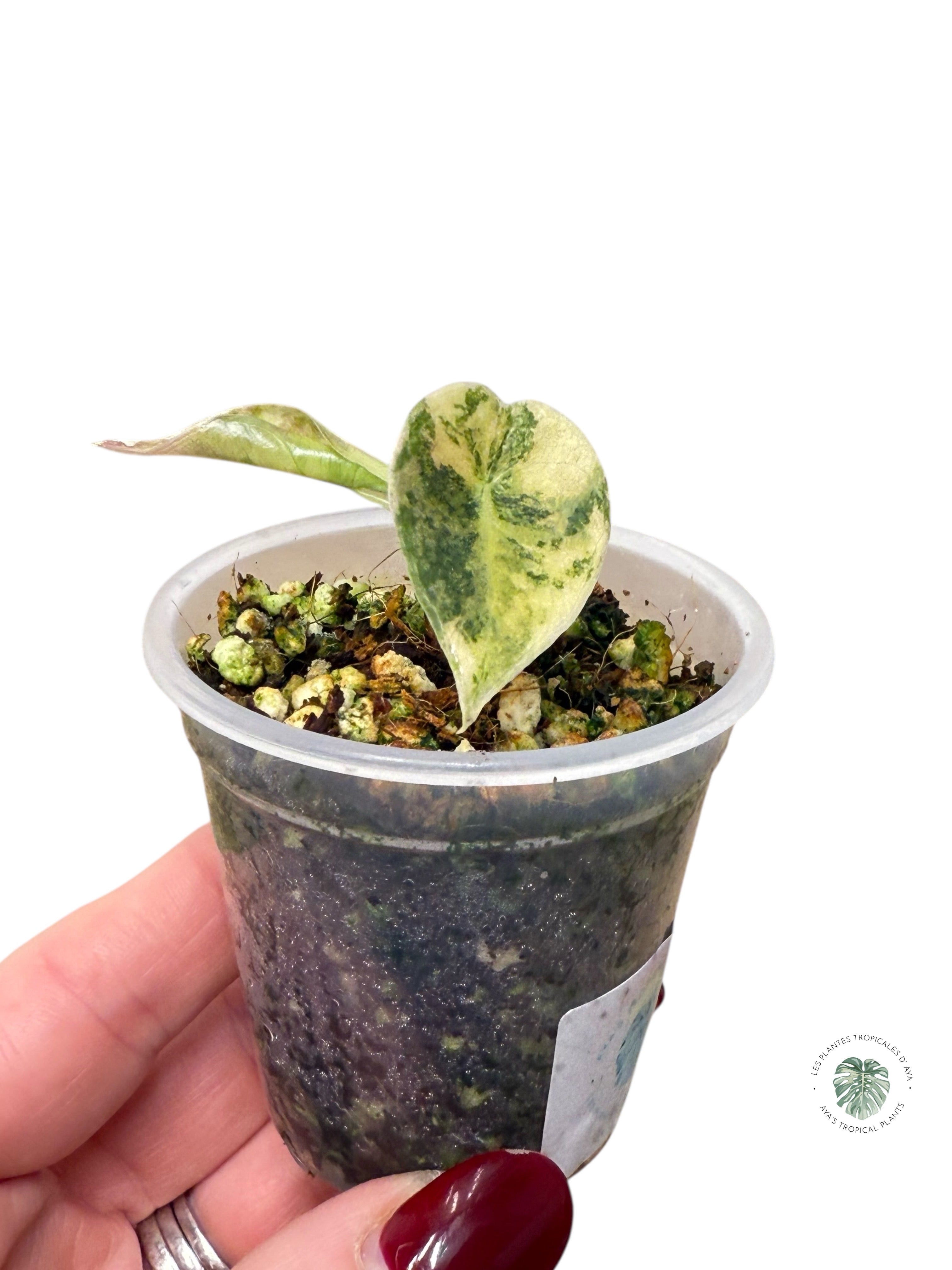 Alocasia Sedenii  Variegated Aurea| Rare TC Plant| Aya's Tropical Plants