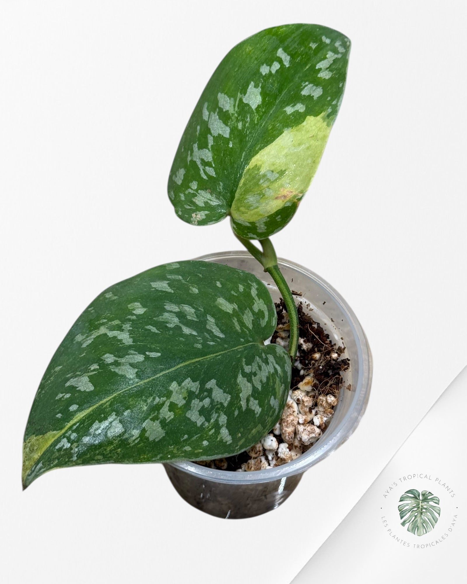 Scindapsus Argyrus Fantaisie -24X