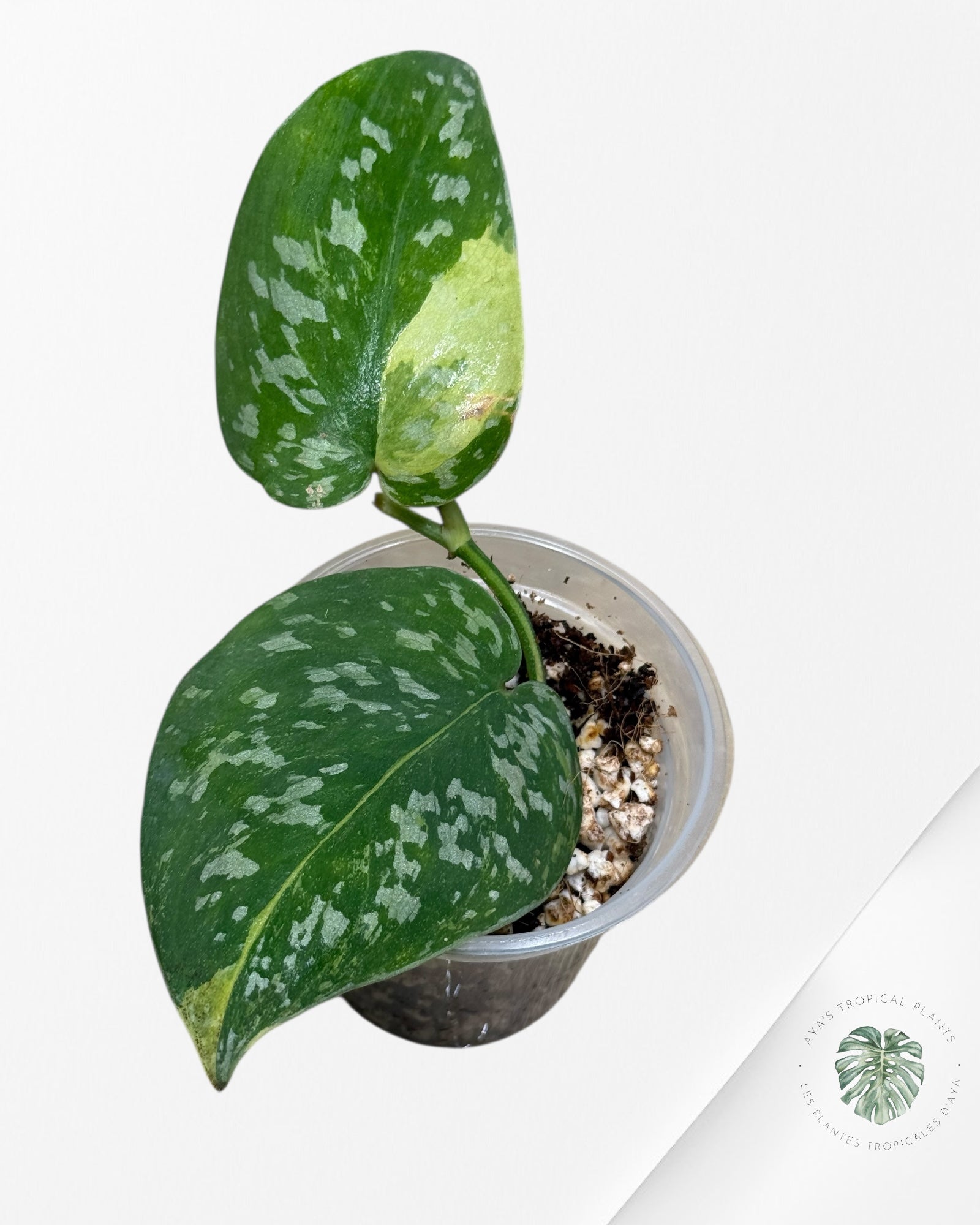 Scindapsus Argyrus Fantaisie -24X