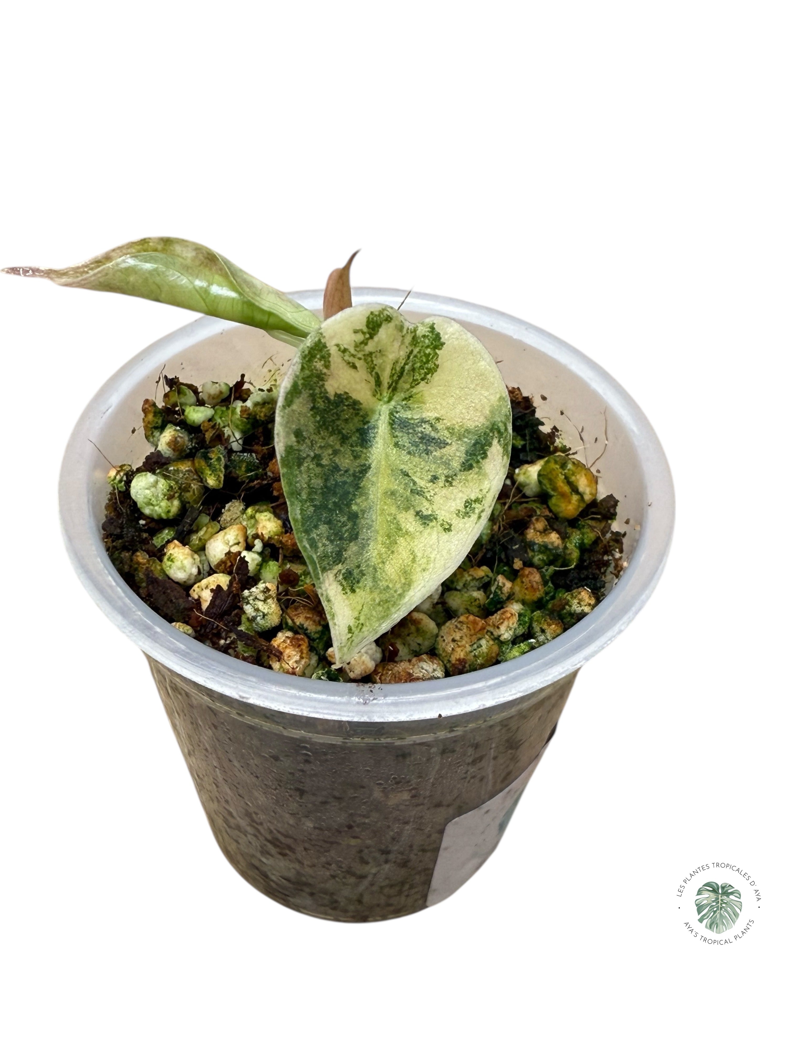 Alocasia Sedenii  Variegated Aurea| Rare TC Plant| Aya's Tropical Plants