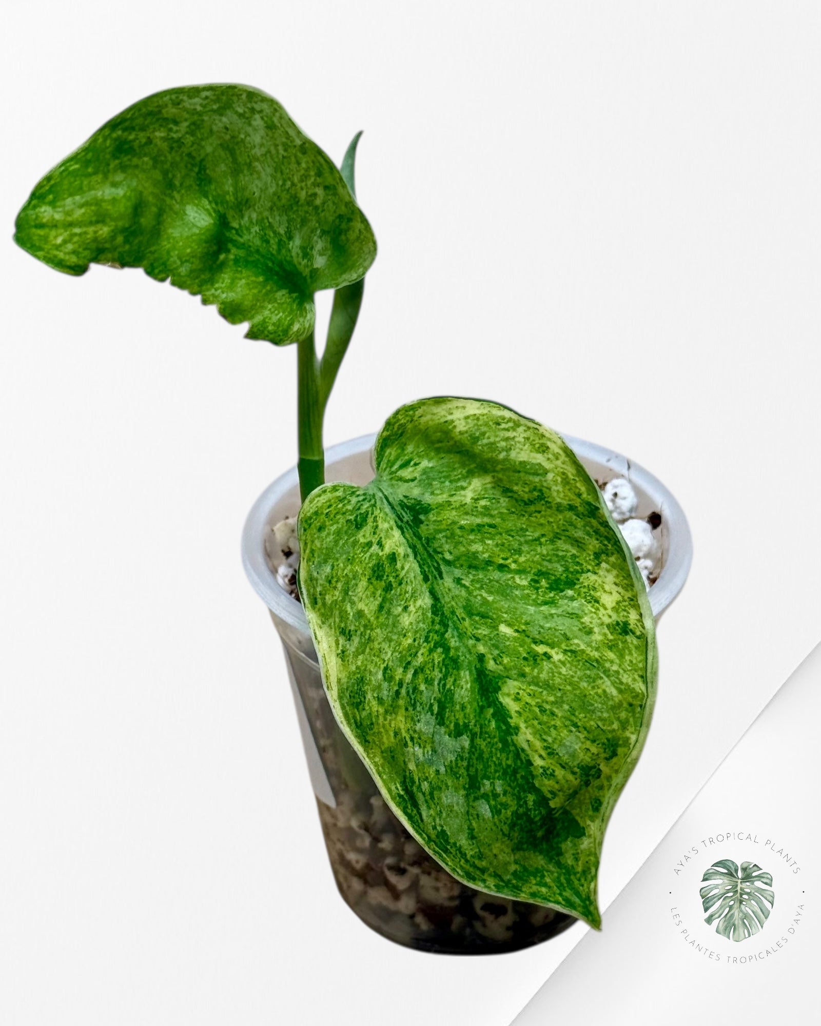 Scindapsus Tembaga-24W