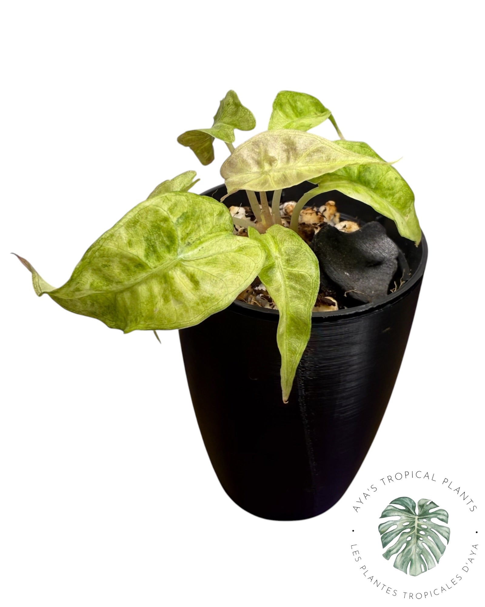 Alocasia Polly Aurea Variégata