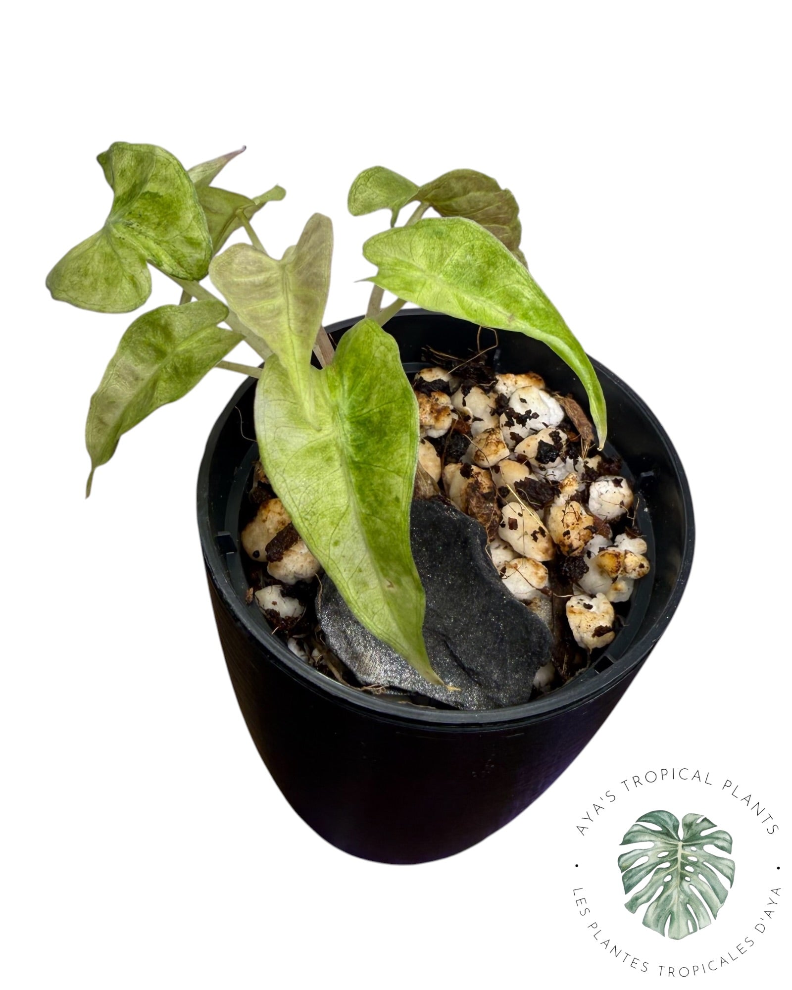 Alocasia Polly Aurea Variegated