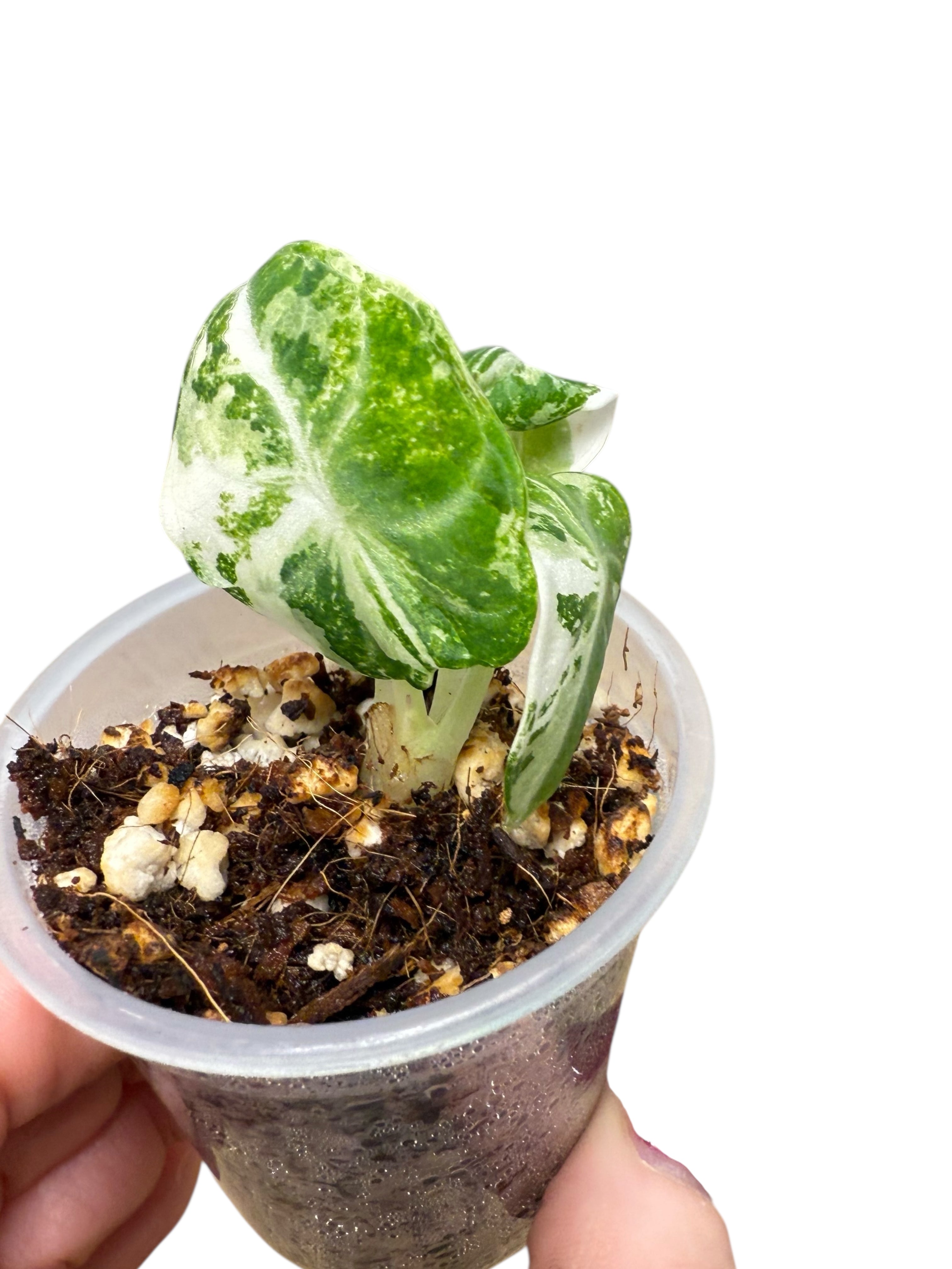 Alocasia Ninja Panachée Albo | Plante rare cultivée en culture tropicale | Plantes tropicales d'Aya