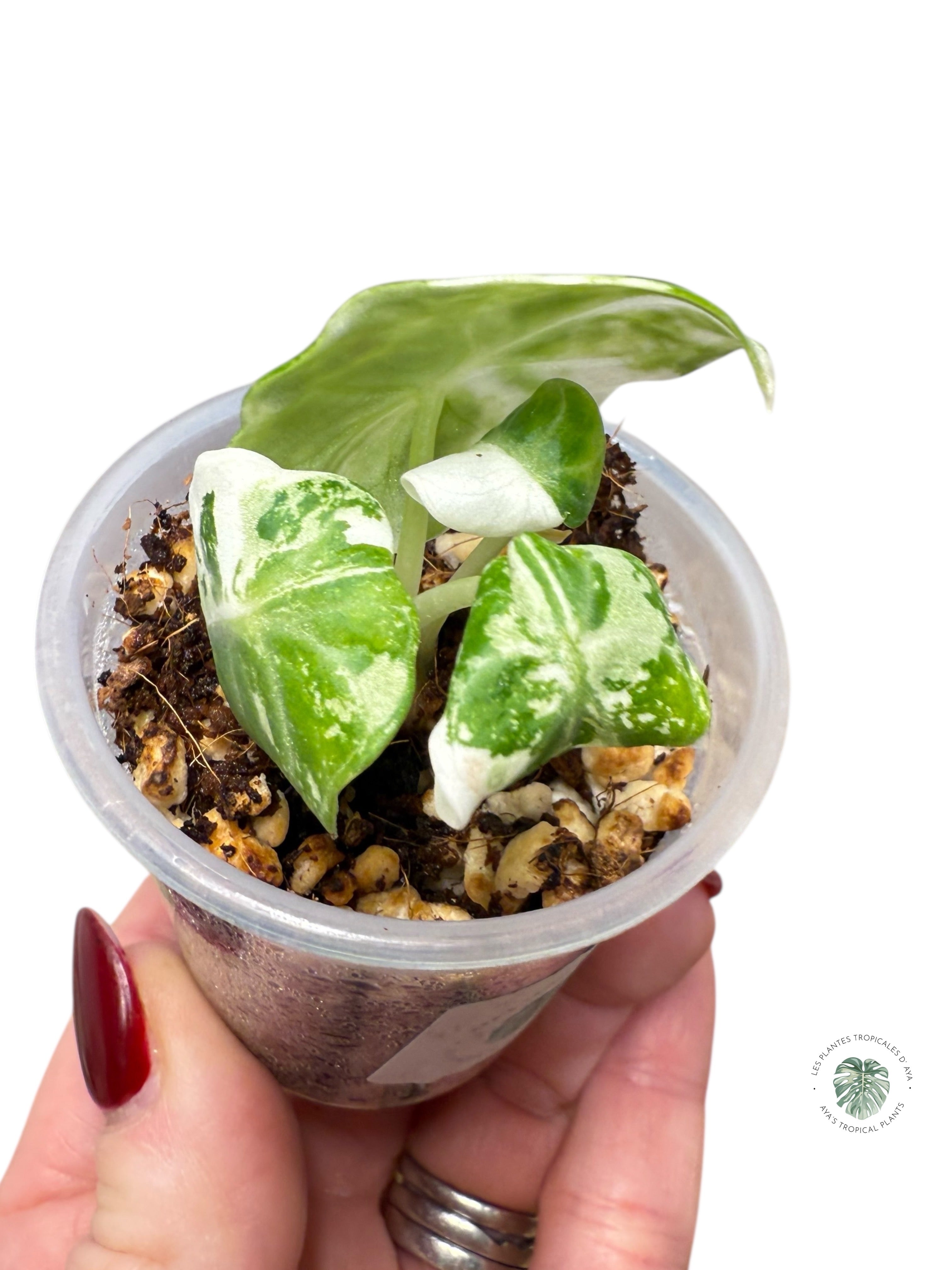 Alocasia Ninja Panachée Albo | Plante rare cultivée en culture tropicale | Plantes tropicales d'Aya