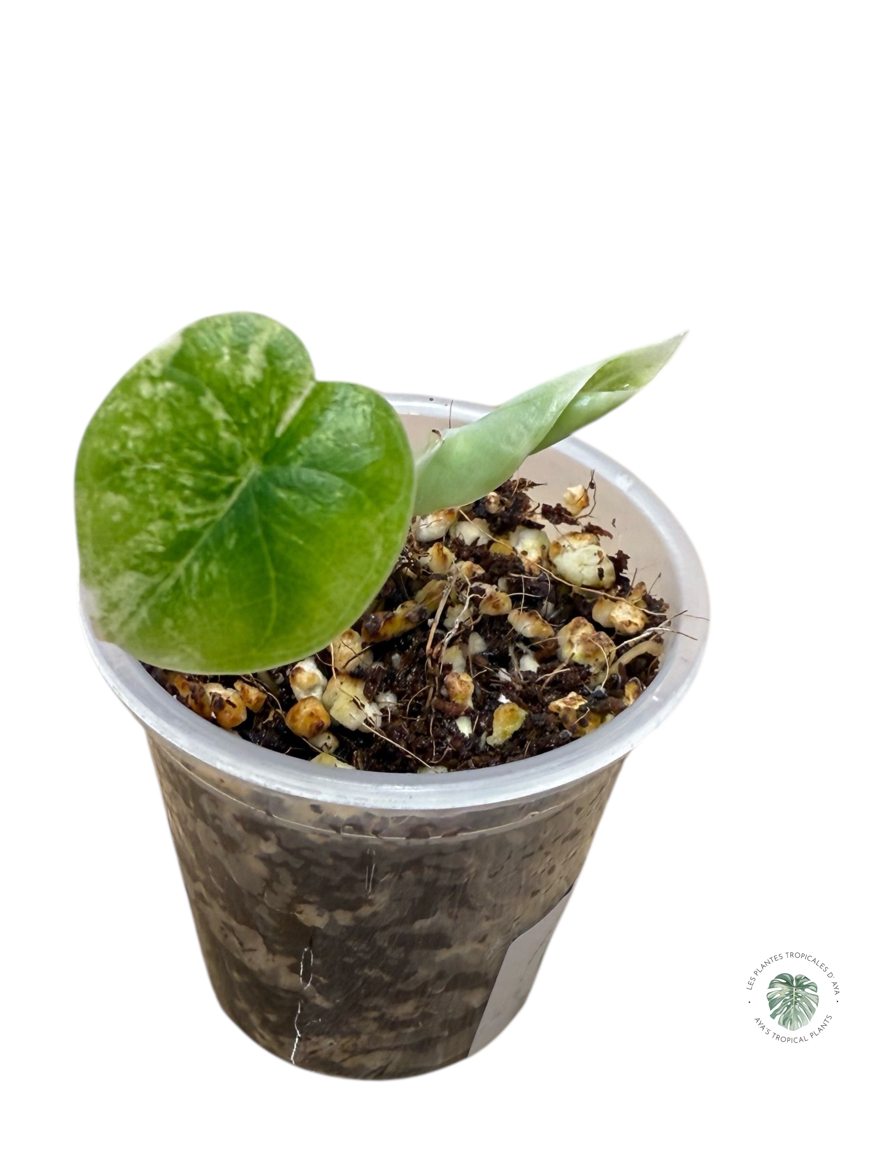 Alocasia Melo Variegated Aurea| Rare TC Plant| Aya's Tropical Plants