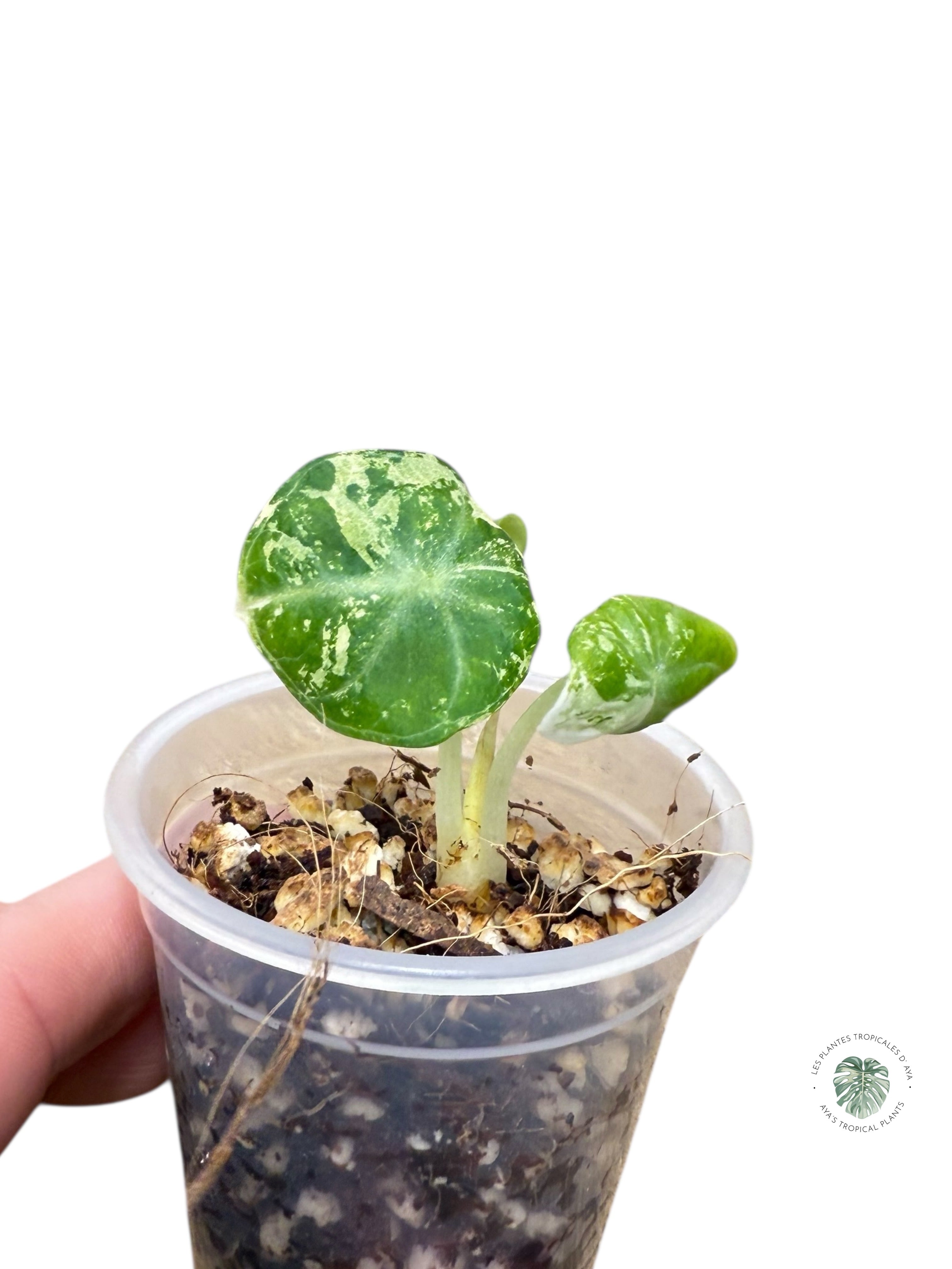 Alocasia Ninja Variegated Albo | Rare TC Plant| Aya's Tropical Plants