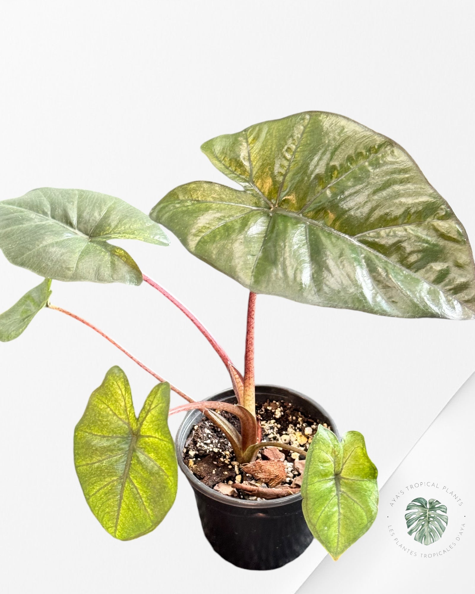 Alocasia Yukatan Mint -1