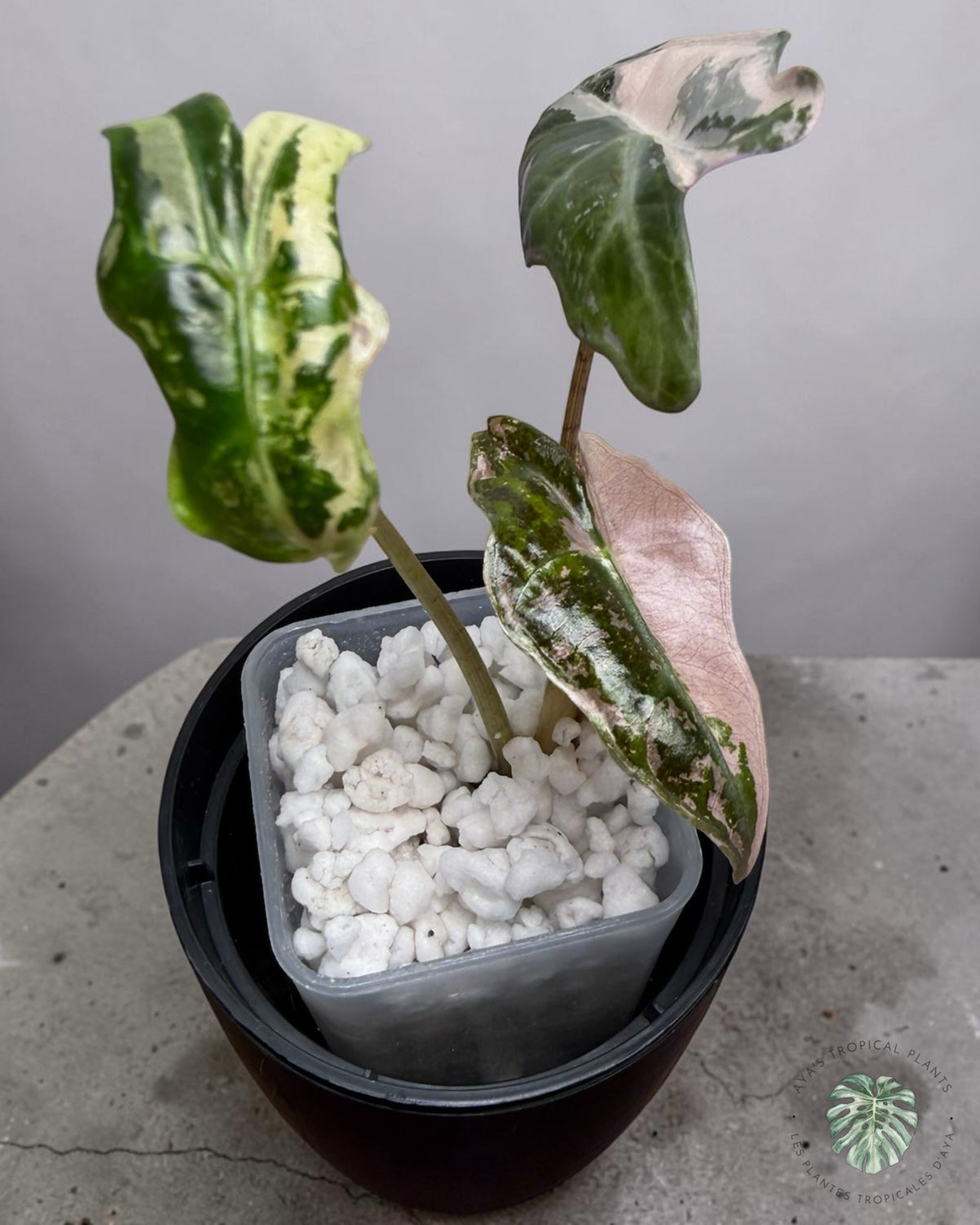 Alocasia Nobilis Panaché Rose