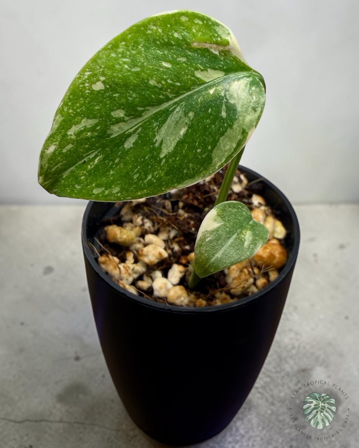 Monstera Thai Constellation Crème brûlée