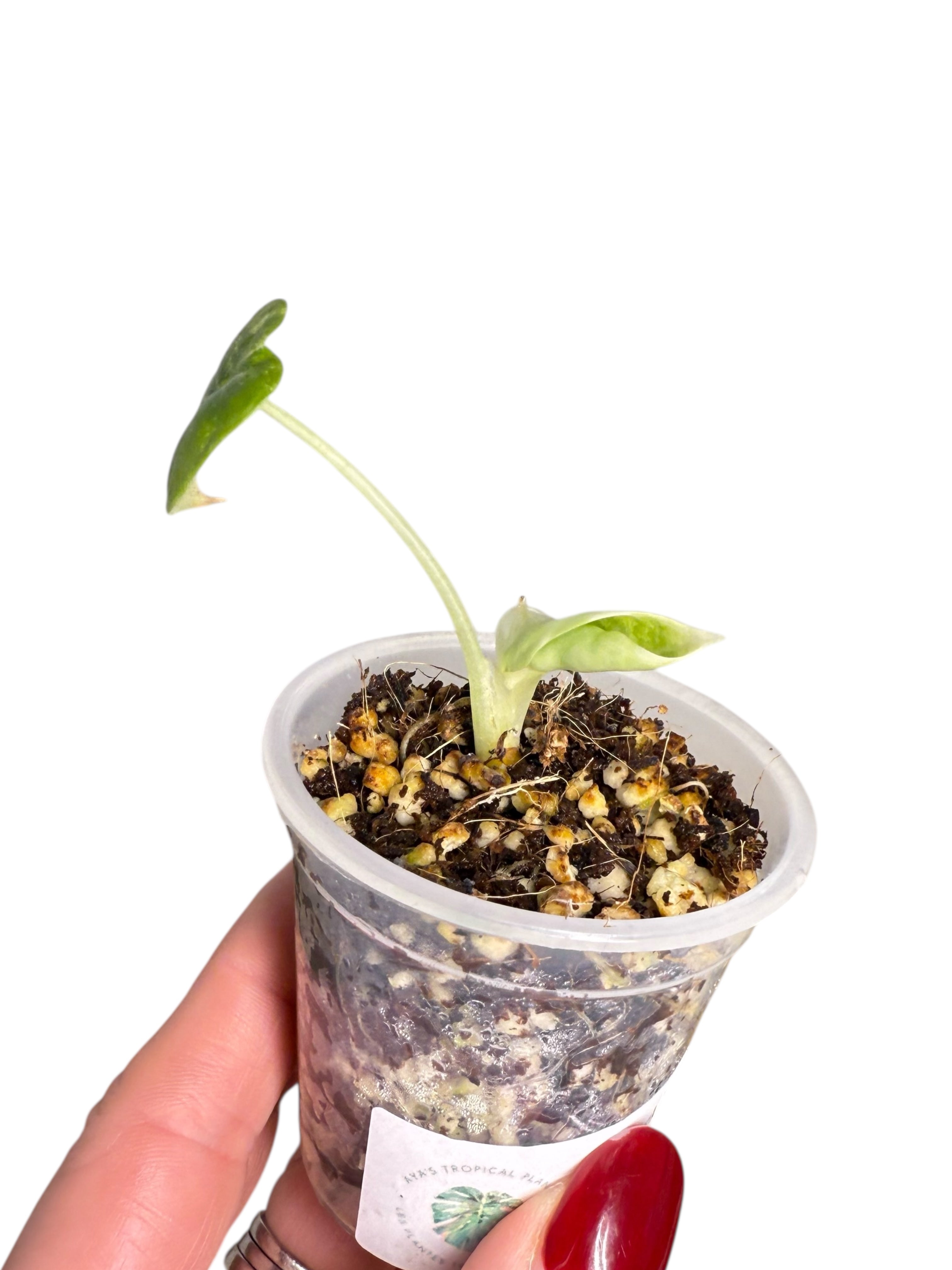 Alocasia Melo Variegated Aurea| Rare TC Plant| Aya's Tropical Plants