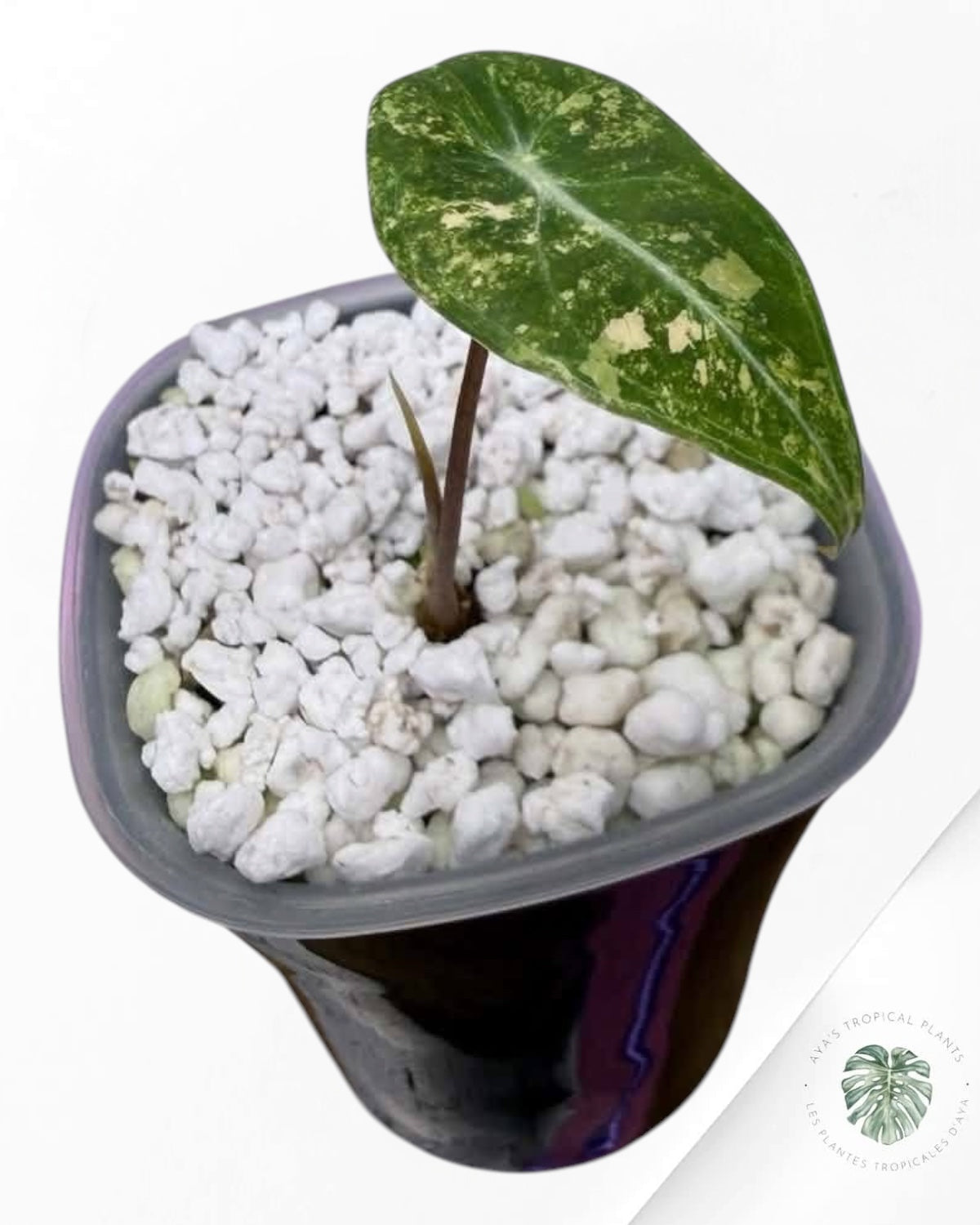 Alocasia Longiloba Grandis Aurea Variegated