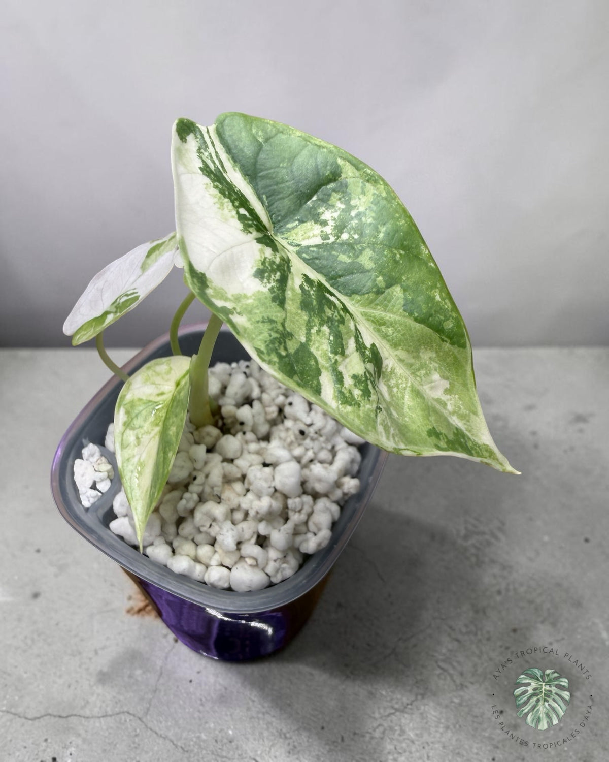 Alocasia Silver Dragon Albo