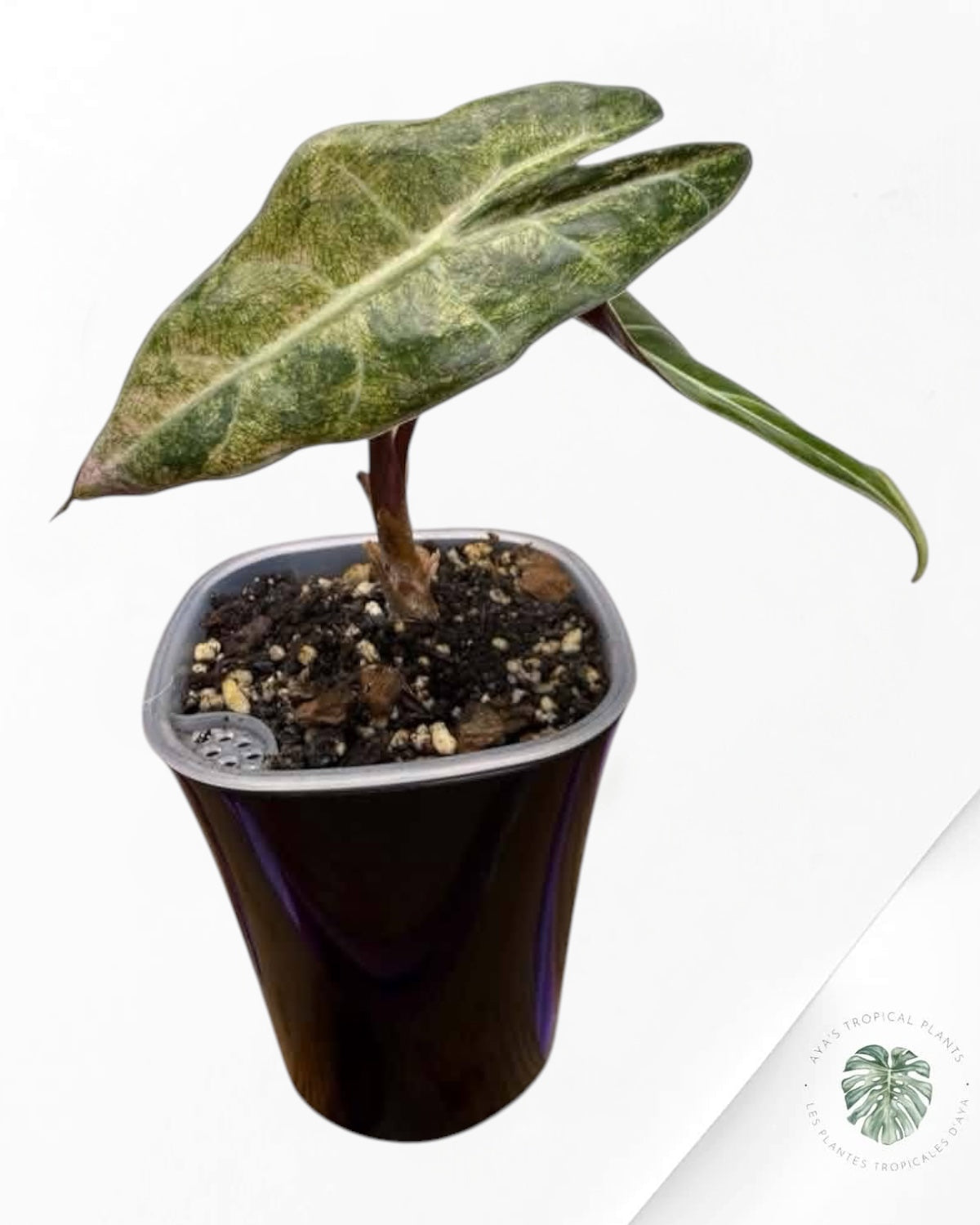Alocasia Black Satun ‘Stardust’ Variegated