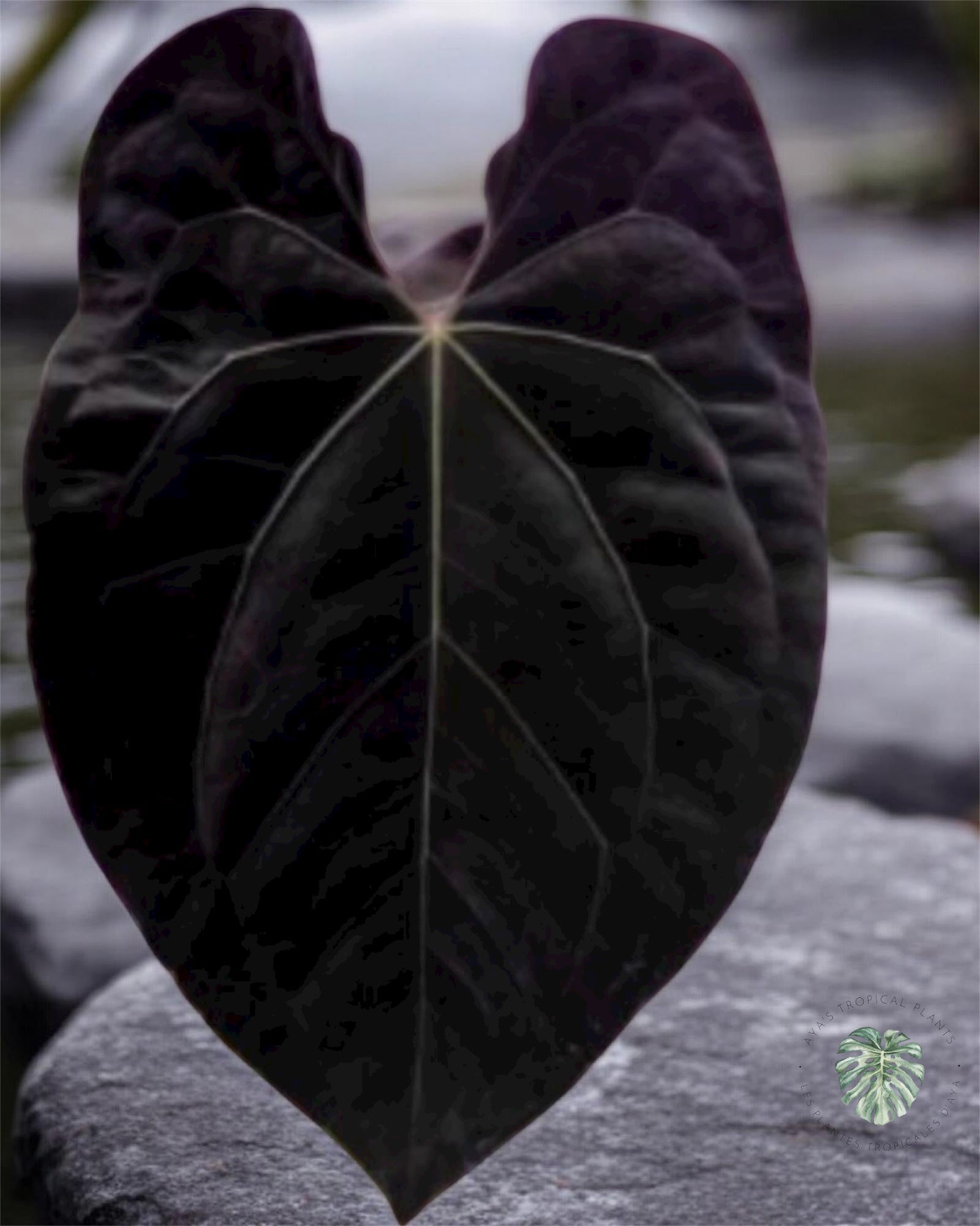 Anthurium Black Magic