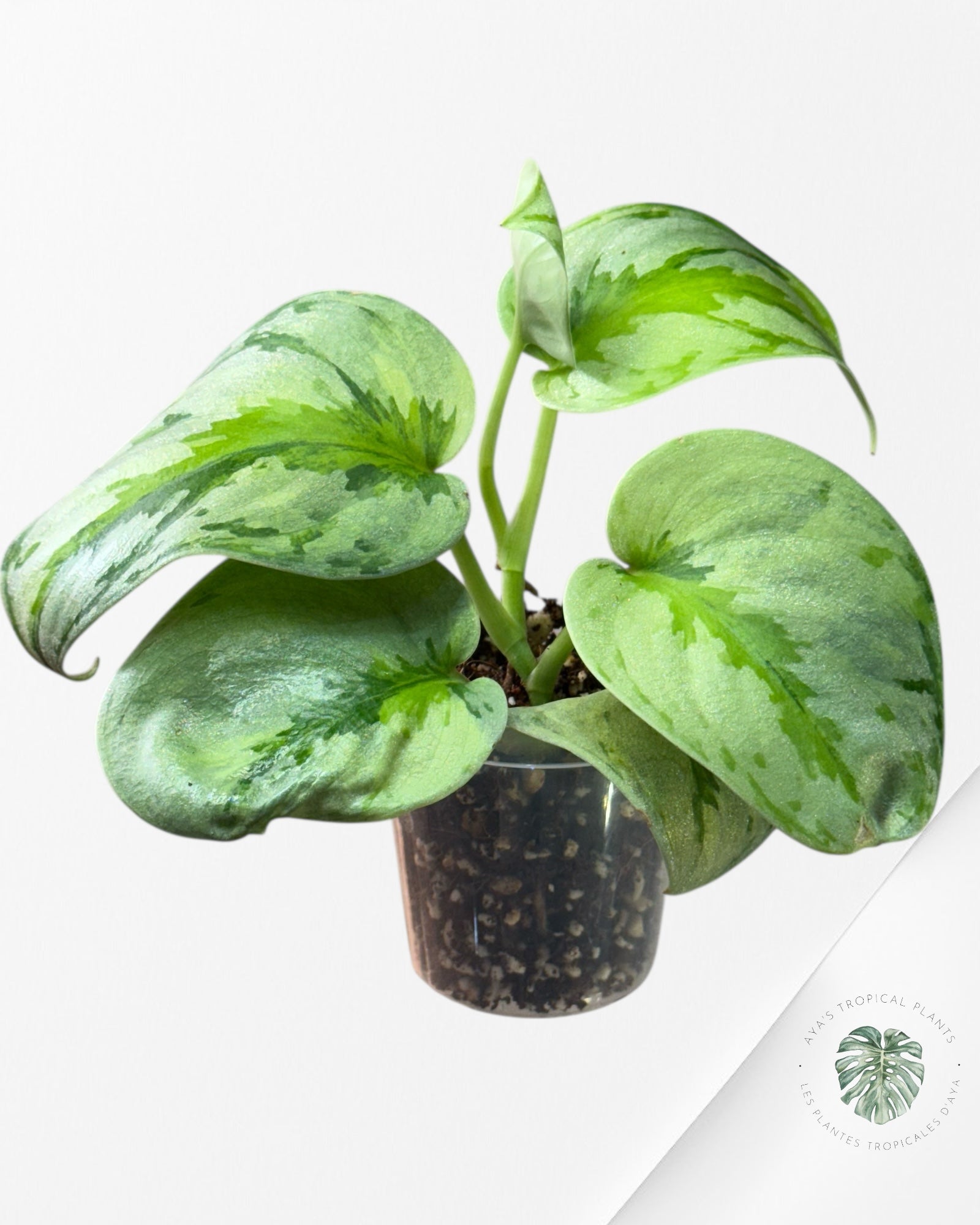 Scindapsus Yupa-EXP21
