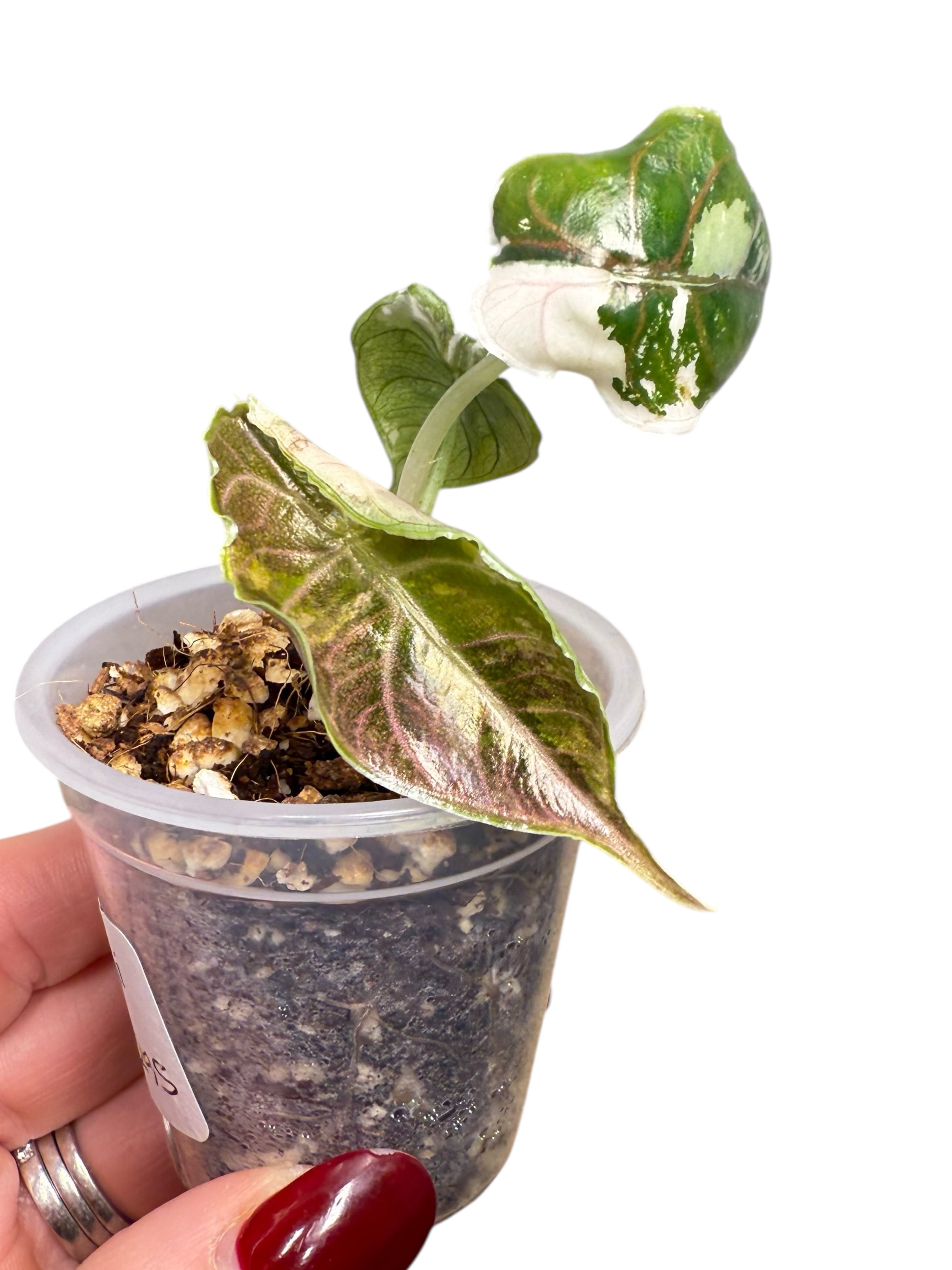 Azlanii Variegated Pink| Rare TC Plant| Aya's Tropical Plants