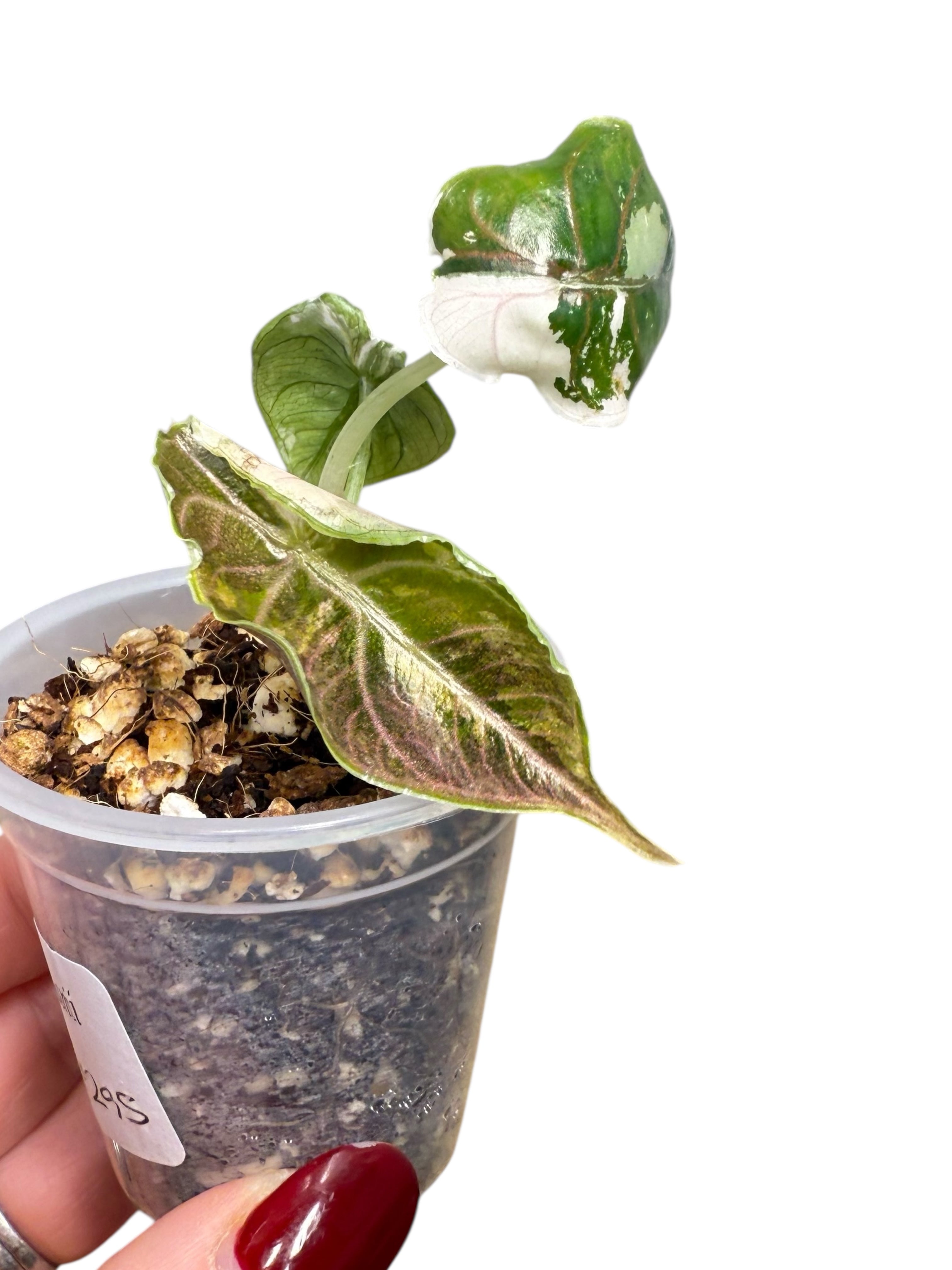 Azlanii Variegated Pink| Rare TC Plant| Aya's Tropical Plants