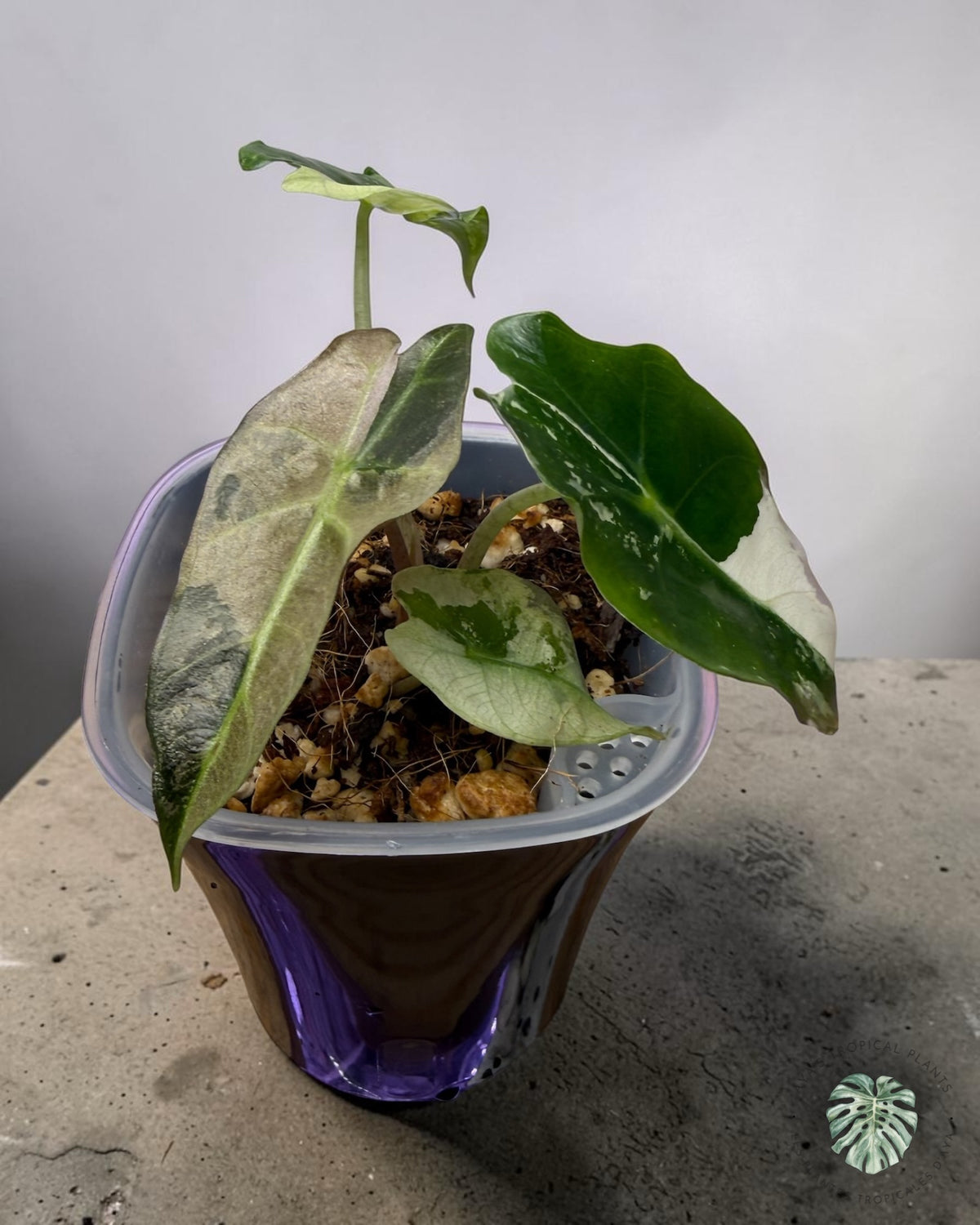 Alocasia Polly Flocon de neige rose