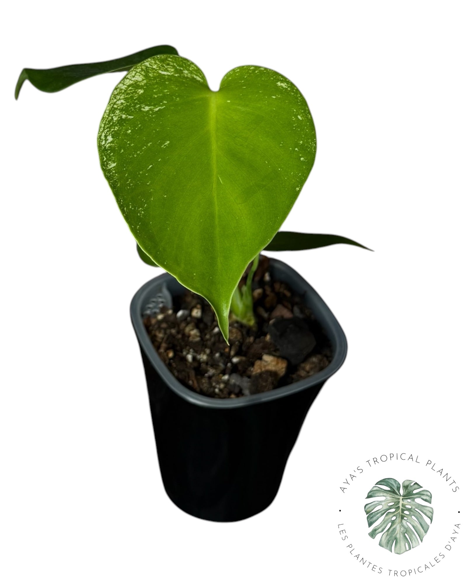 MONSTERA Deliciosa DEVIL MONSTER TC 株 Monstera Deliciosa 'Devil Monster'