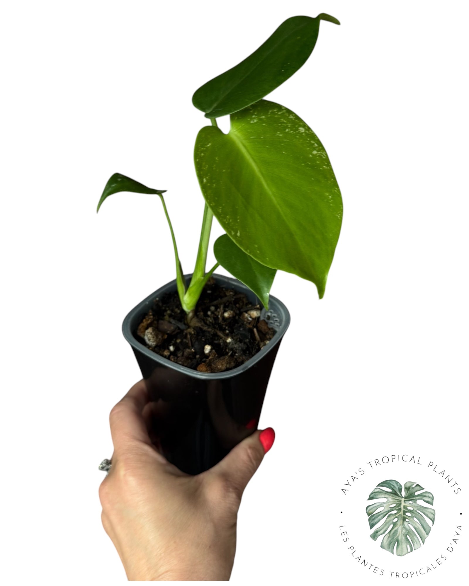 Monstera Deliciosa 'Monstre du Diable'
