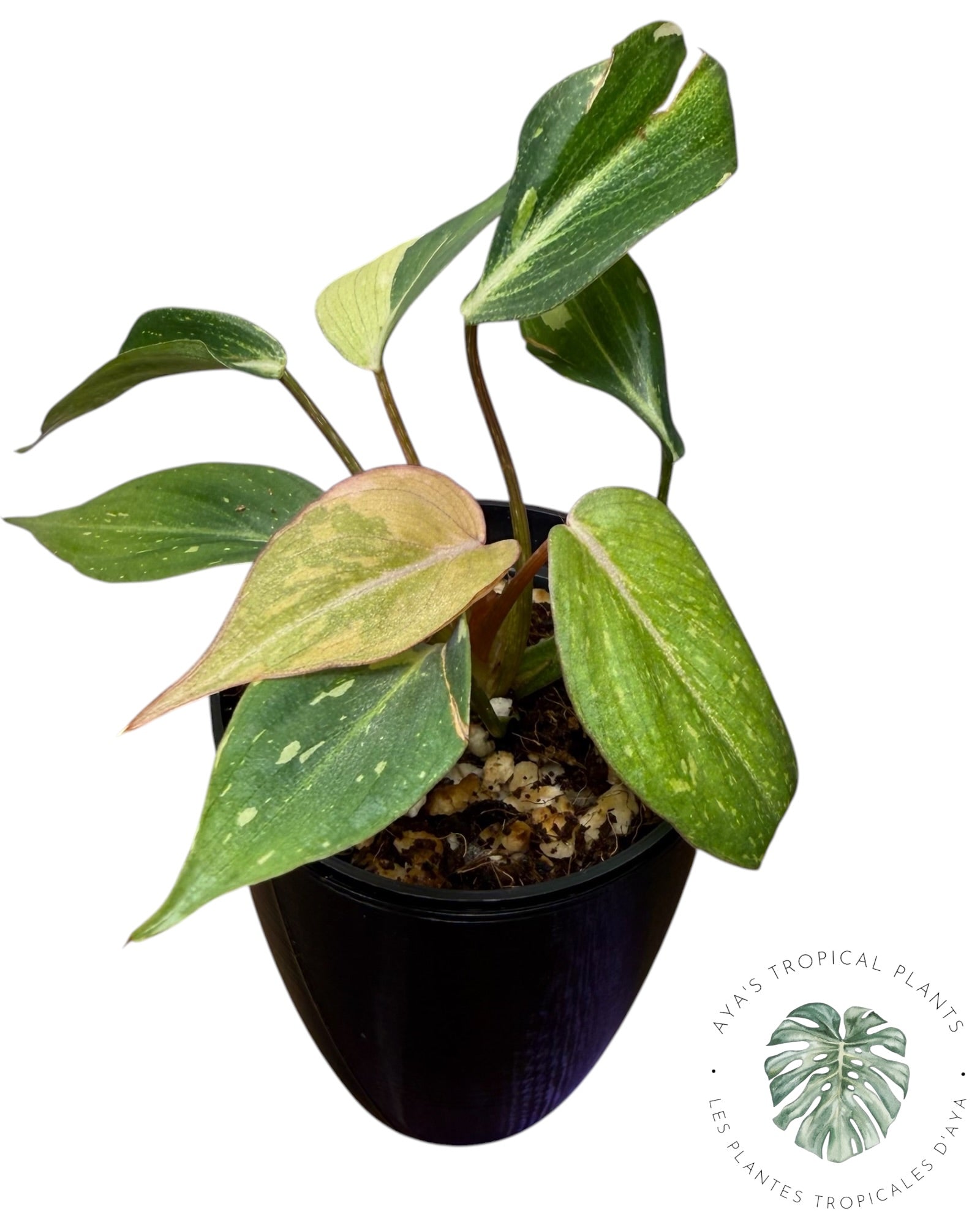 Philodendron Gloriosum Variegated