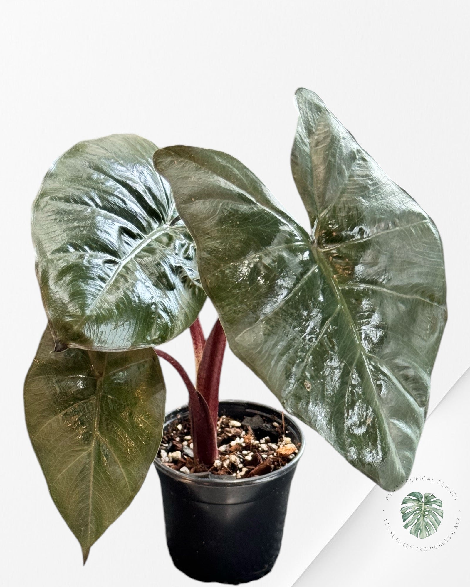 Alocasia Yukatan Mint -MM