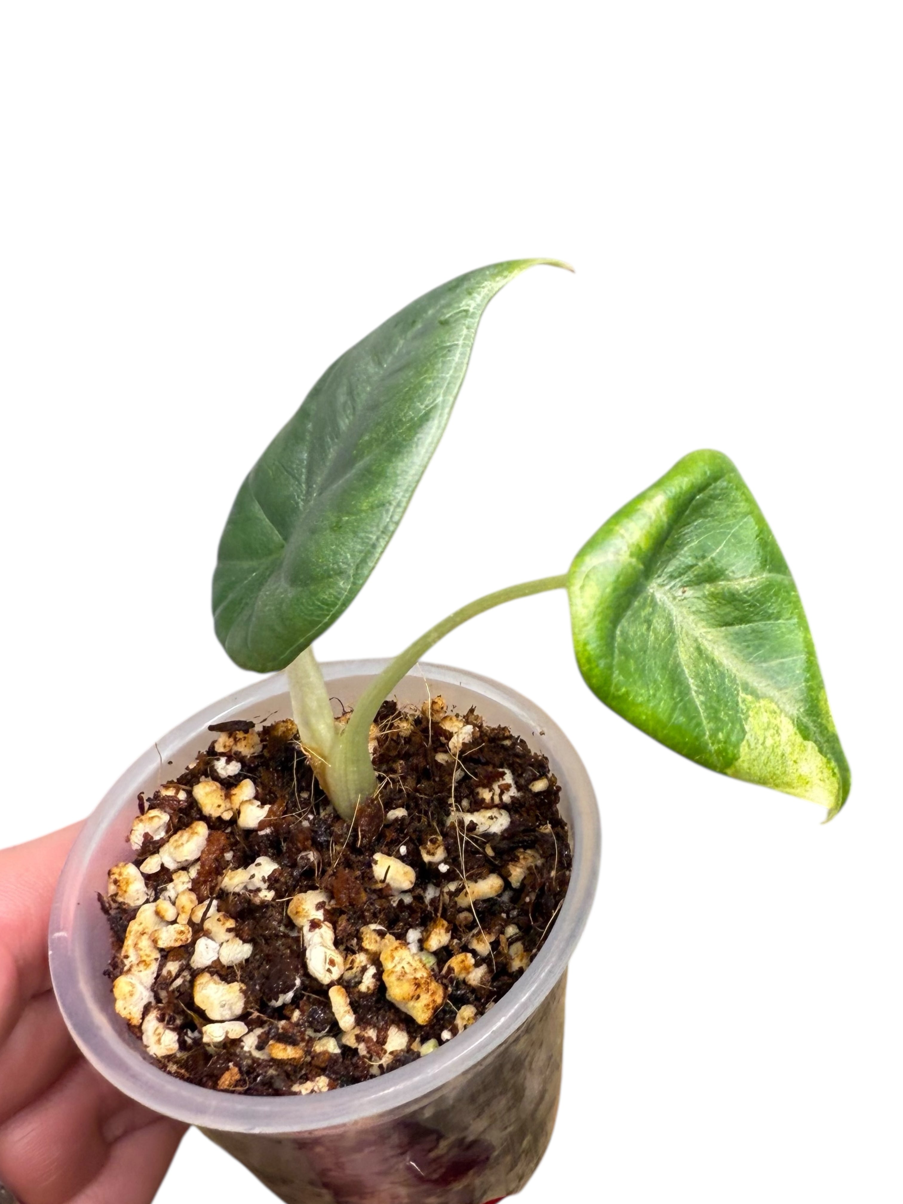 Alocasia Maharani Variegated Aurea| Rare TC Plant| Aya's Tropical Plants