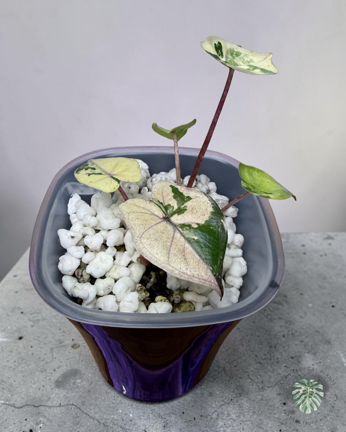 Alocasia Yucatan Princess Pink Variegated