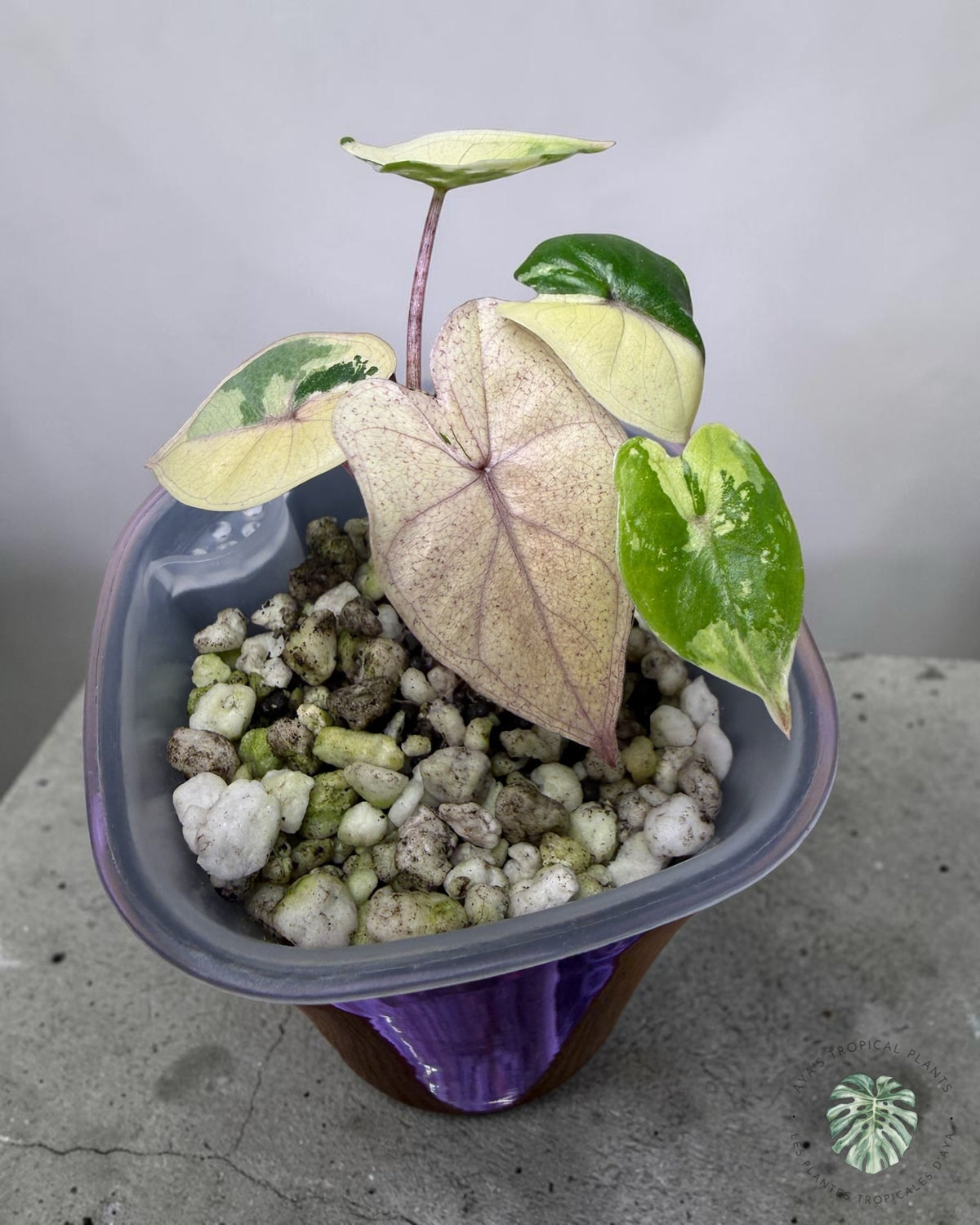 Alocasia Yucatan Princess Pink Variegated