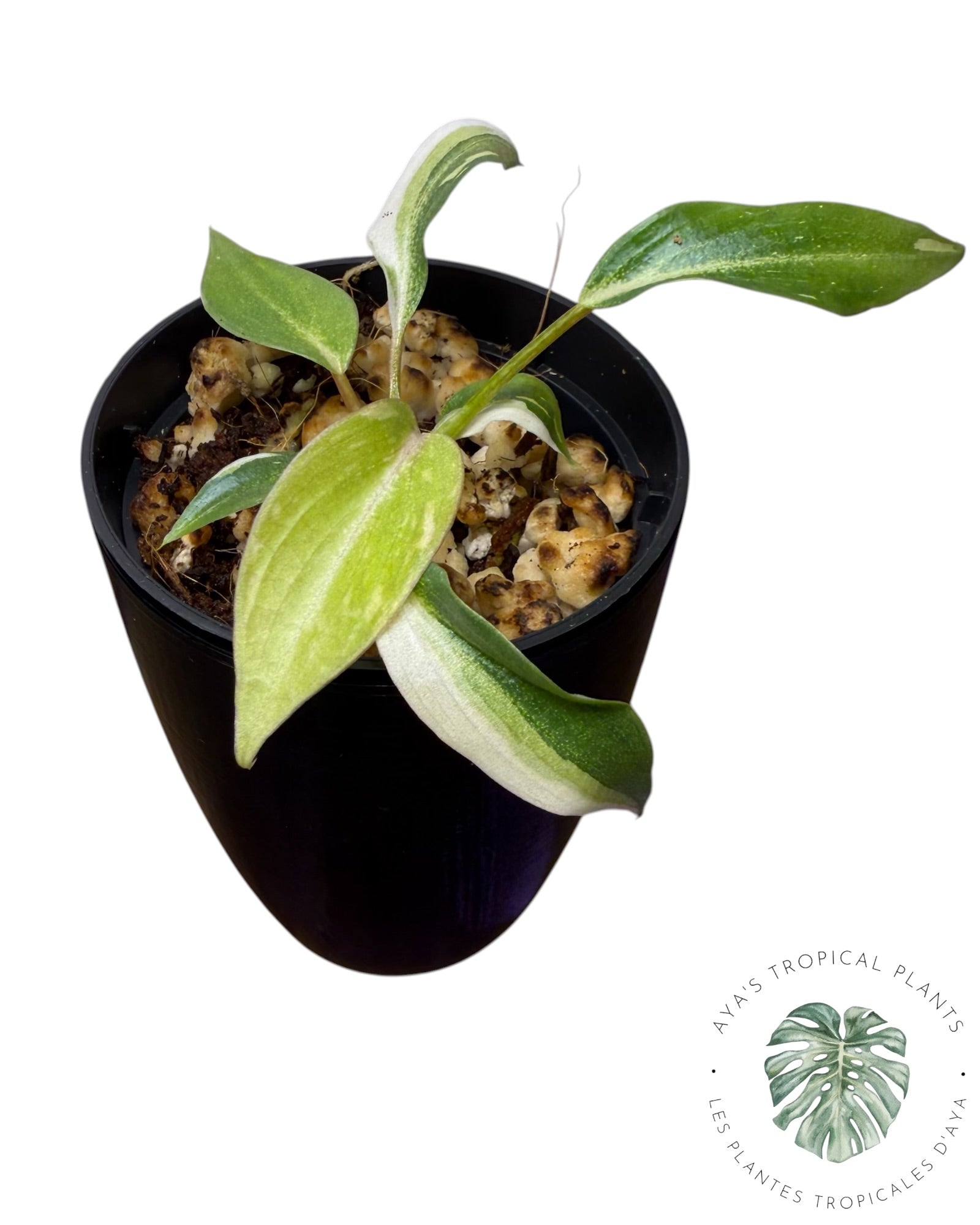 Philodendron Gloriosum Variegated