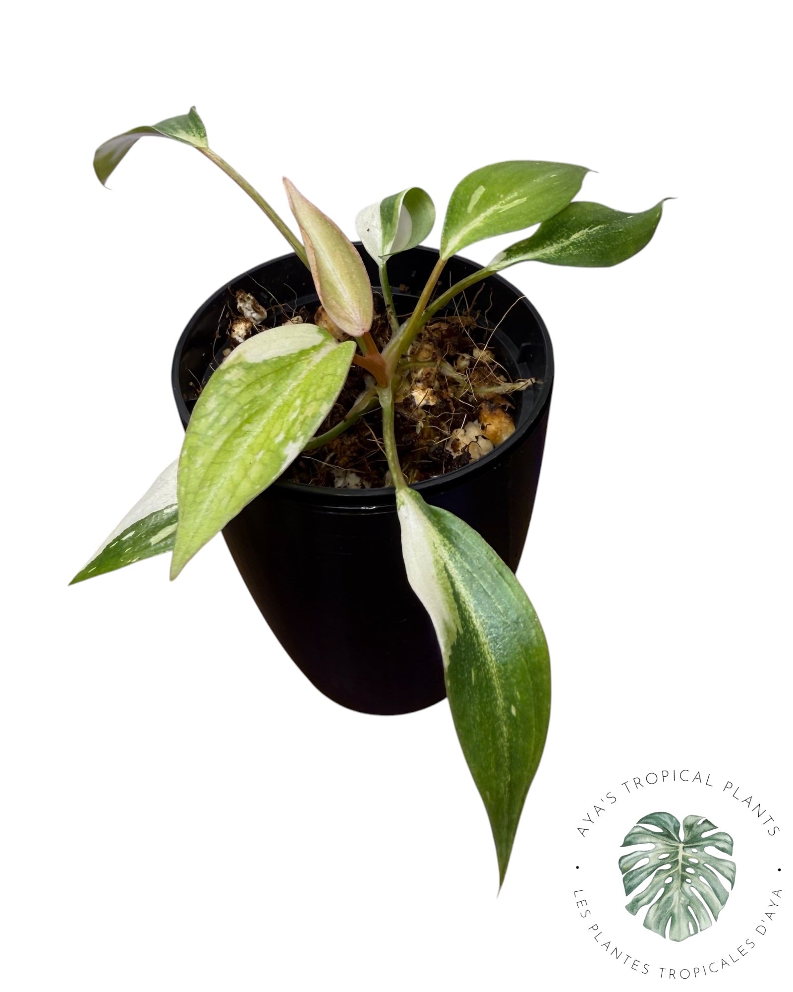Philodendron Gloriosum Variegated