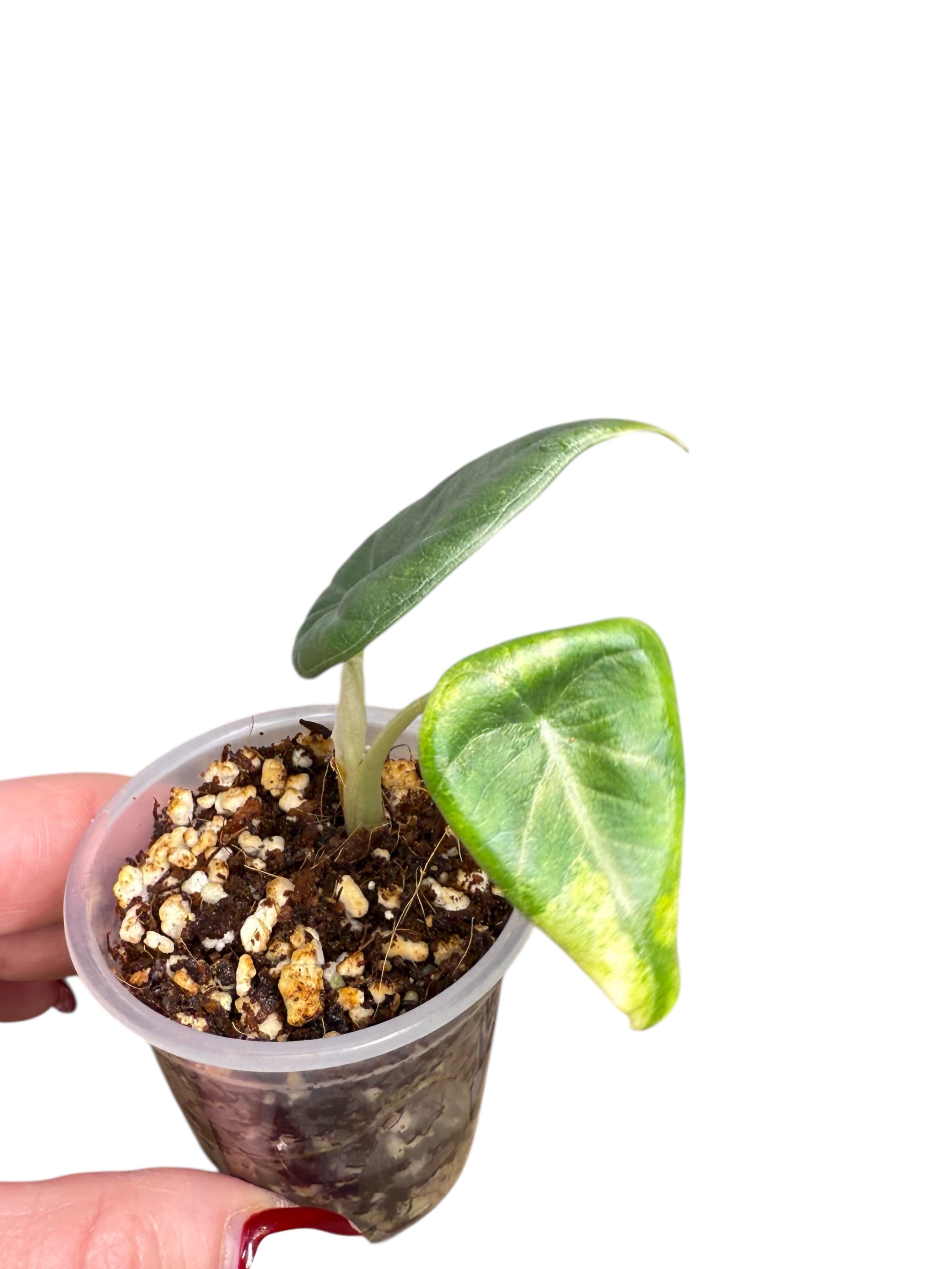 Alocasia Maharani Variegated Aurea| Rare TC Plant| Aya's Tropical Plants