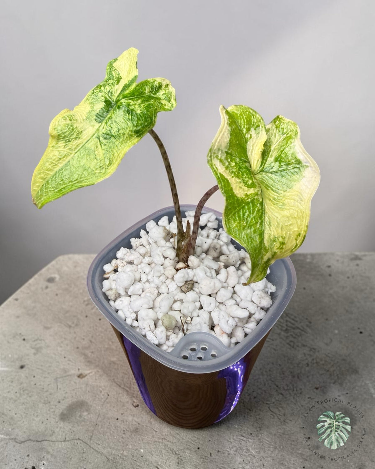 Alocasia Jacklyn panaché (Grade A)