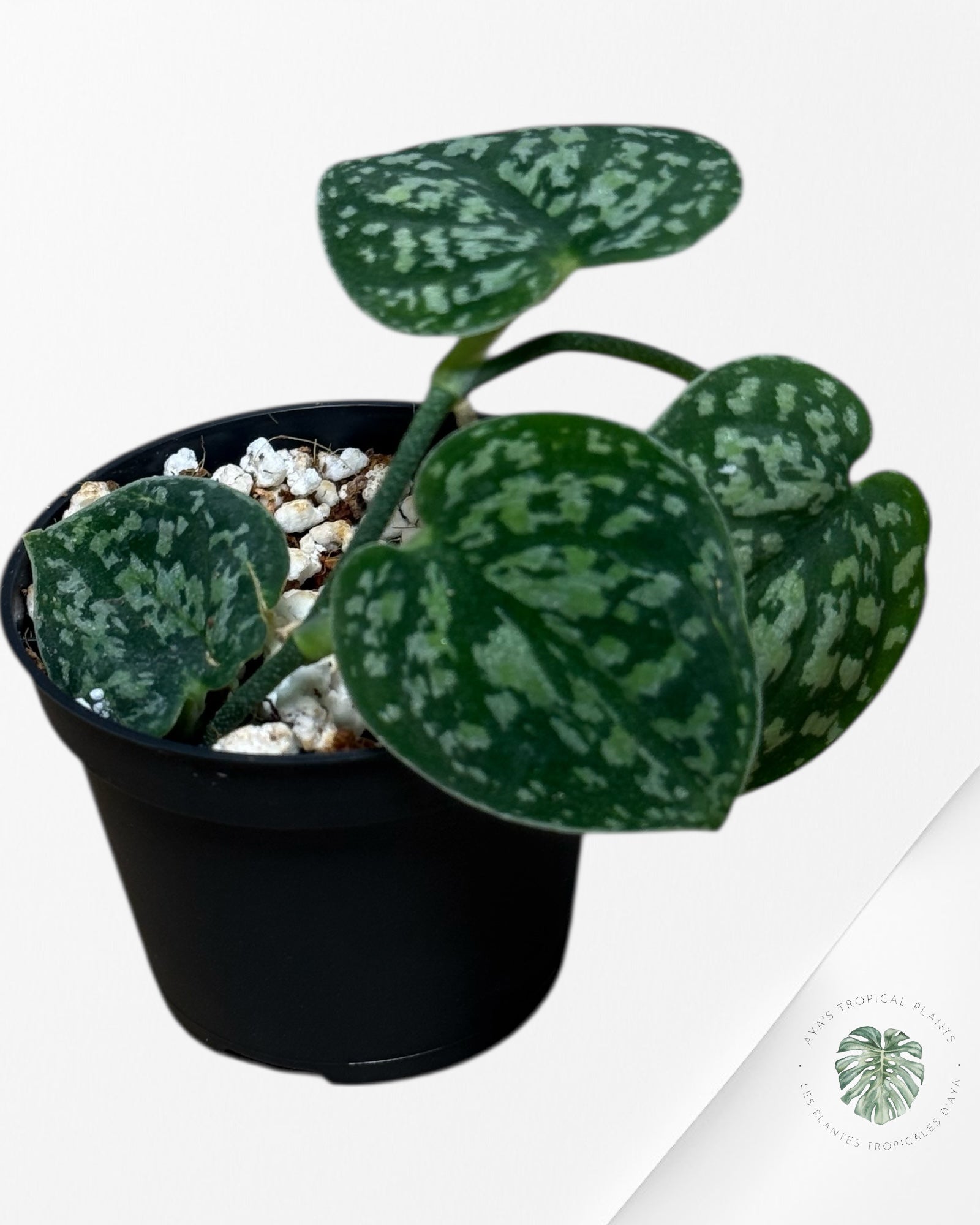 Scindapsus tricolore foncé - 25A