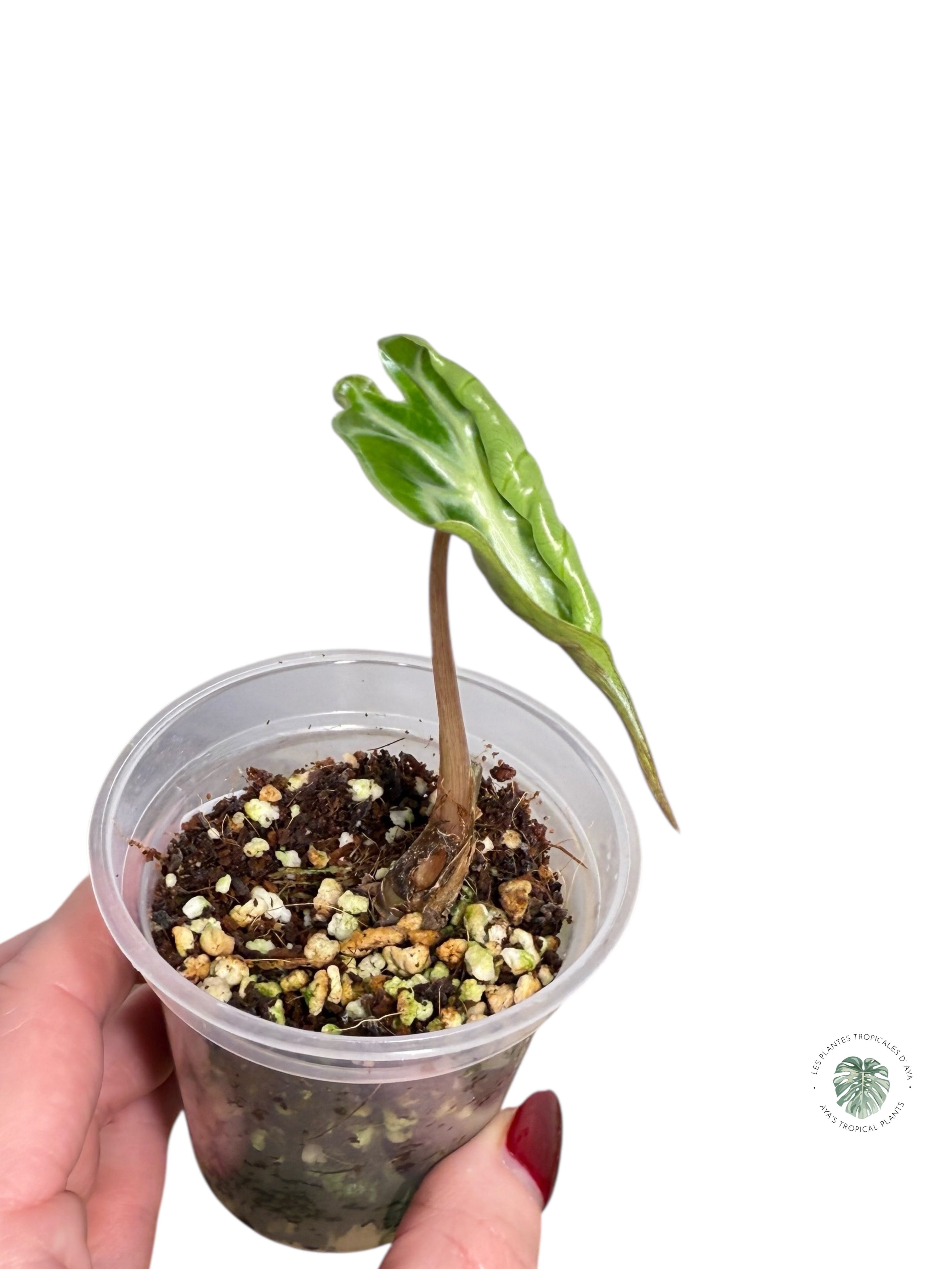 Alocasia Venom| Rare TC Plant| Aya's Tropical Plants