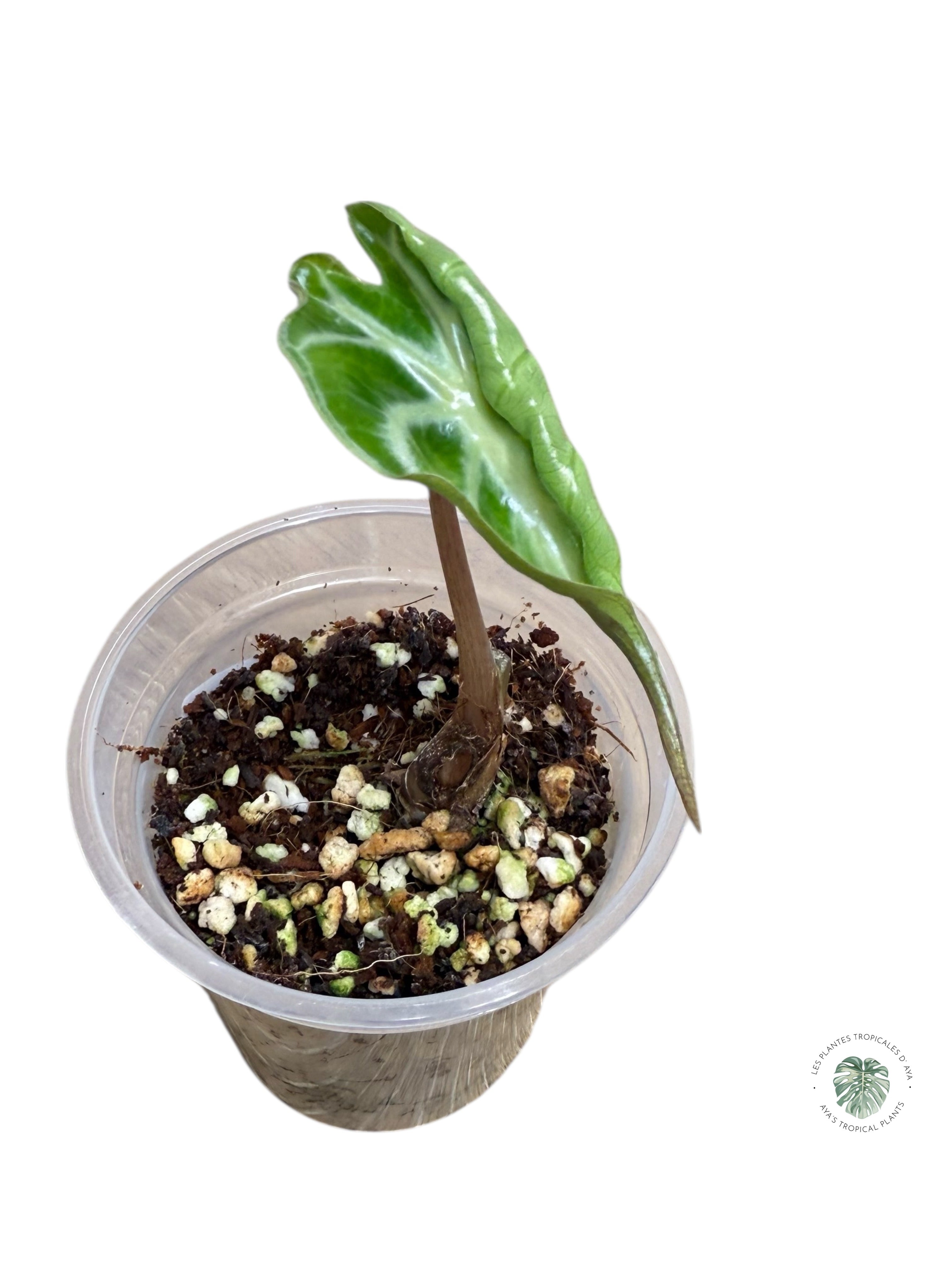 Alocasia Venom| Rare TC Plant| Aya's Tropical Plants